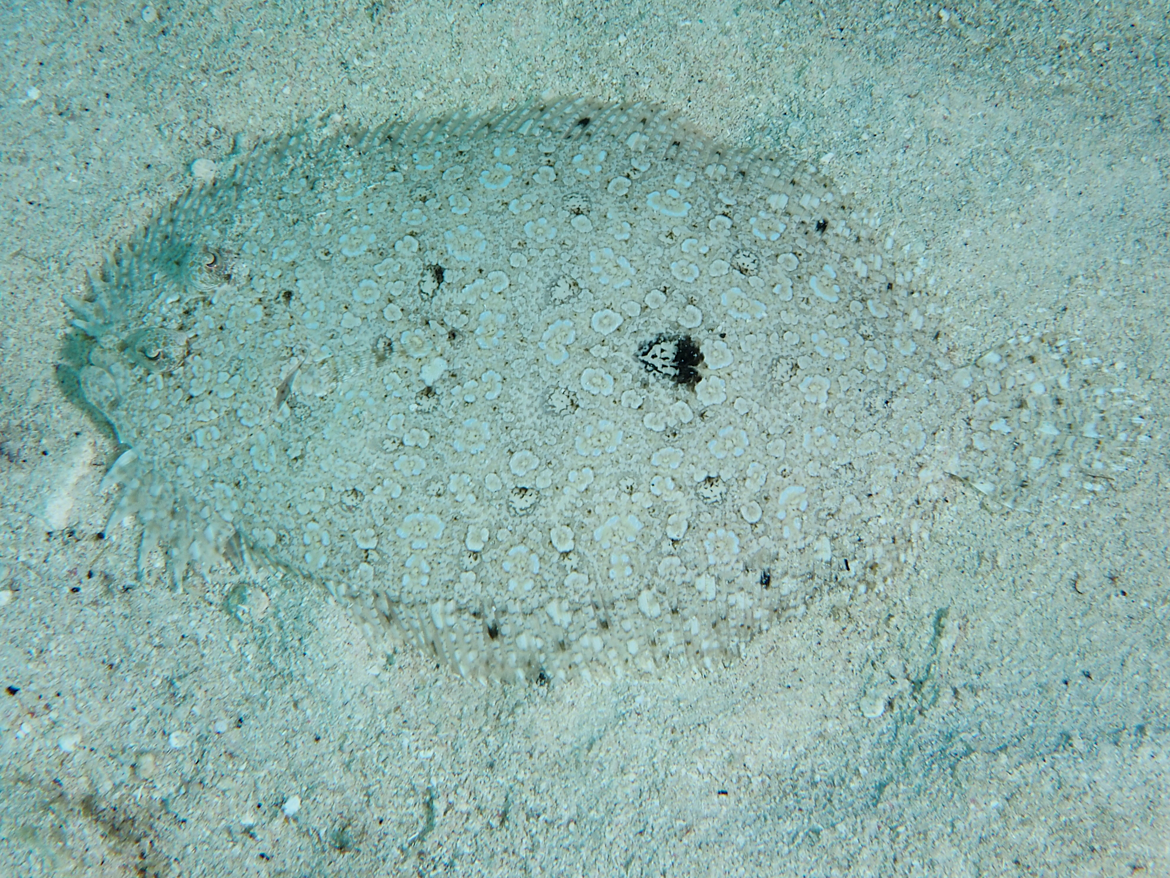 Peacock Flounder - Bothus lunatus