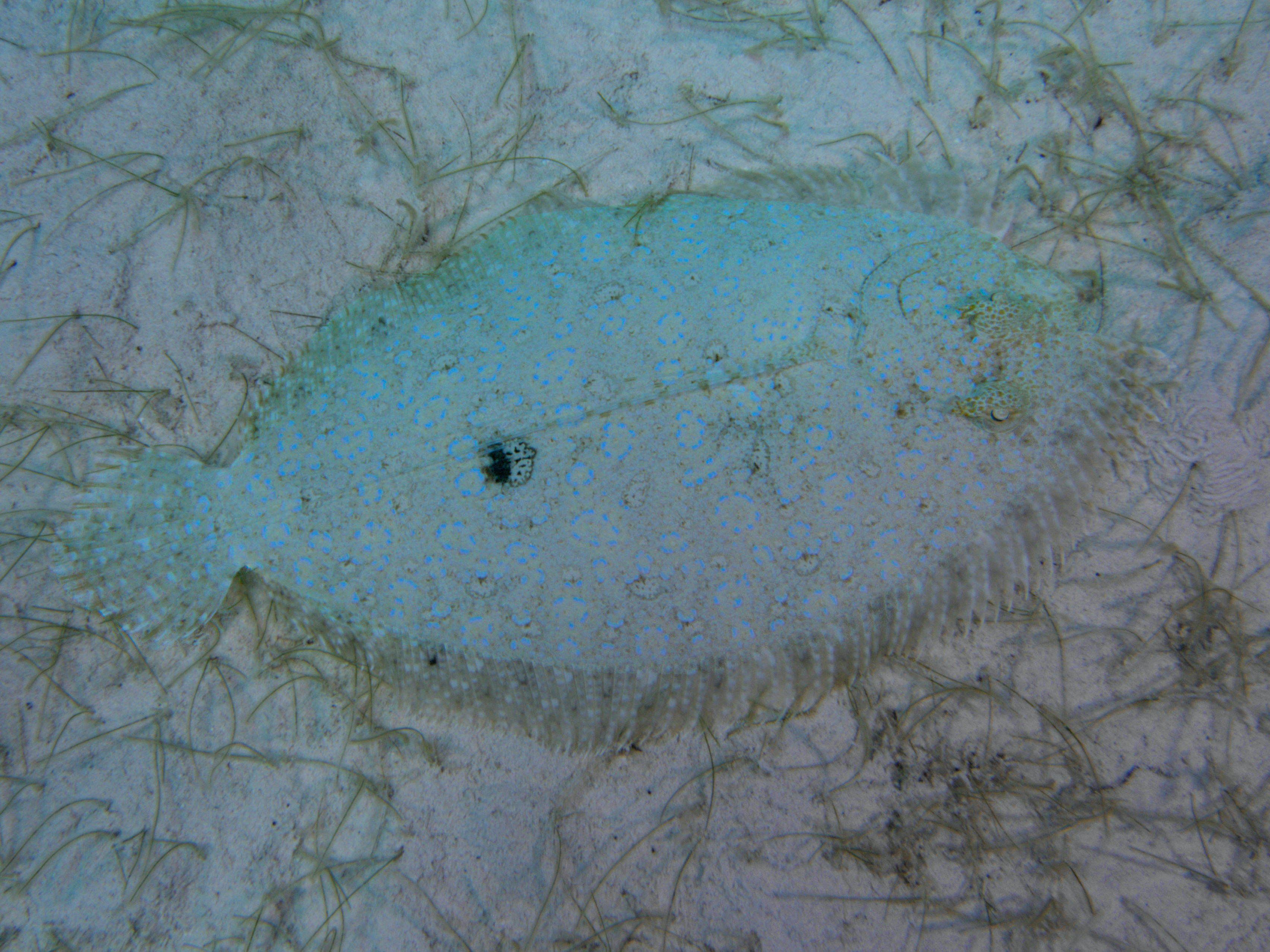 Peacock Flounder - Bothus lunatus