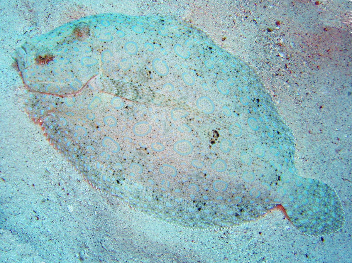 Peacock Flounder - Bothus lunatus