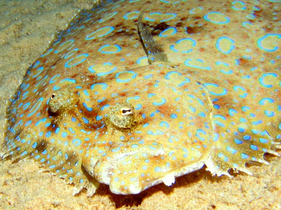 Peacock Flounder - Bothus lunatus