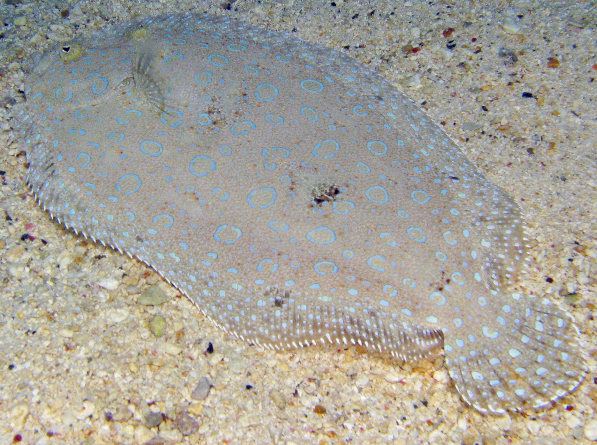 Peacock Flounder - Bothus lunatus