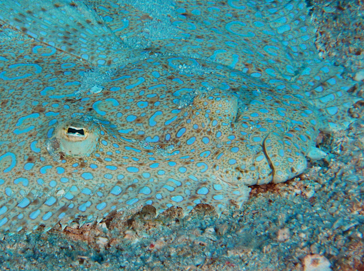 Peacock Flounder - Bothus lunatus