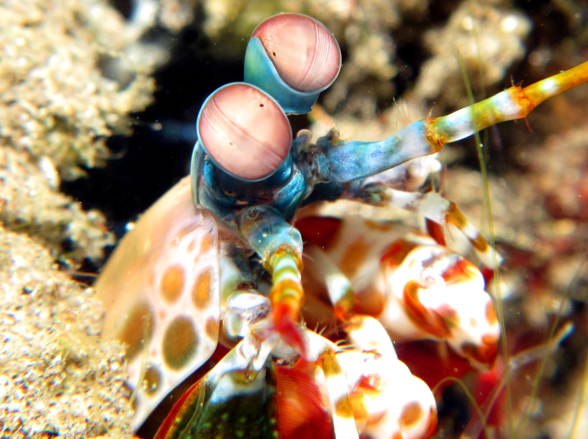 Peacock Mantis Shrimp - Odontodactylus scyllarus