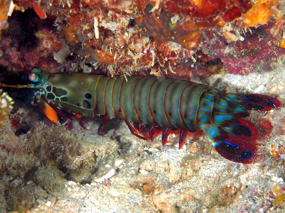 Peacock Mantis Shrimp - Odontodactylus scyllarus