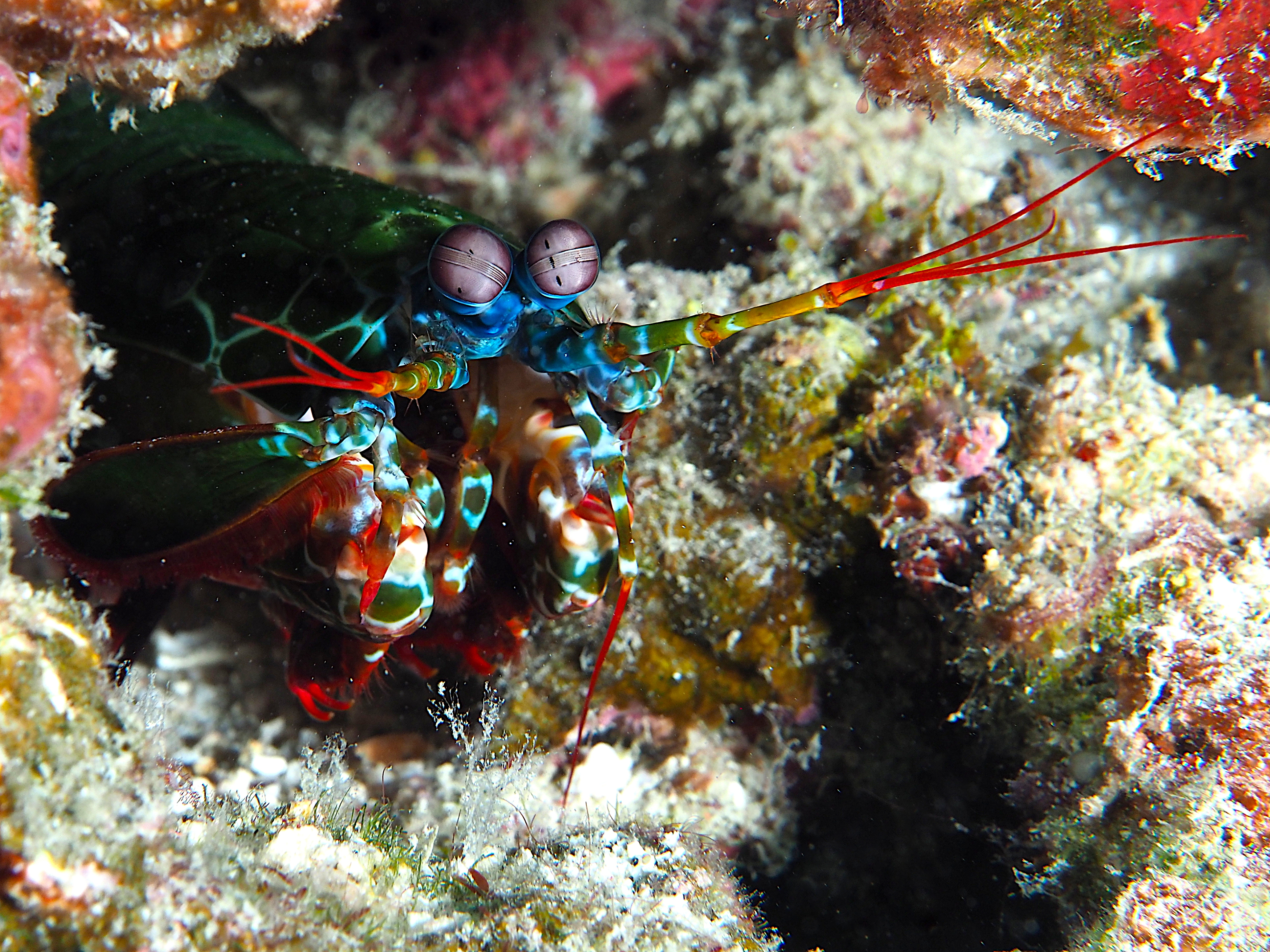 Peacock Mantis Shrimp - Odontodactylus scyllarus