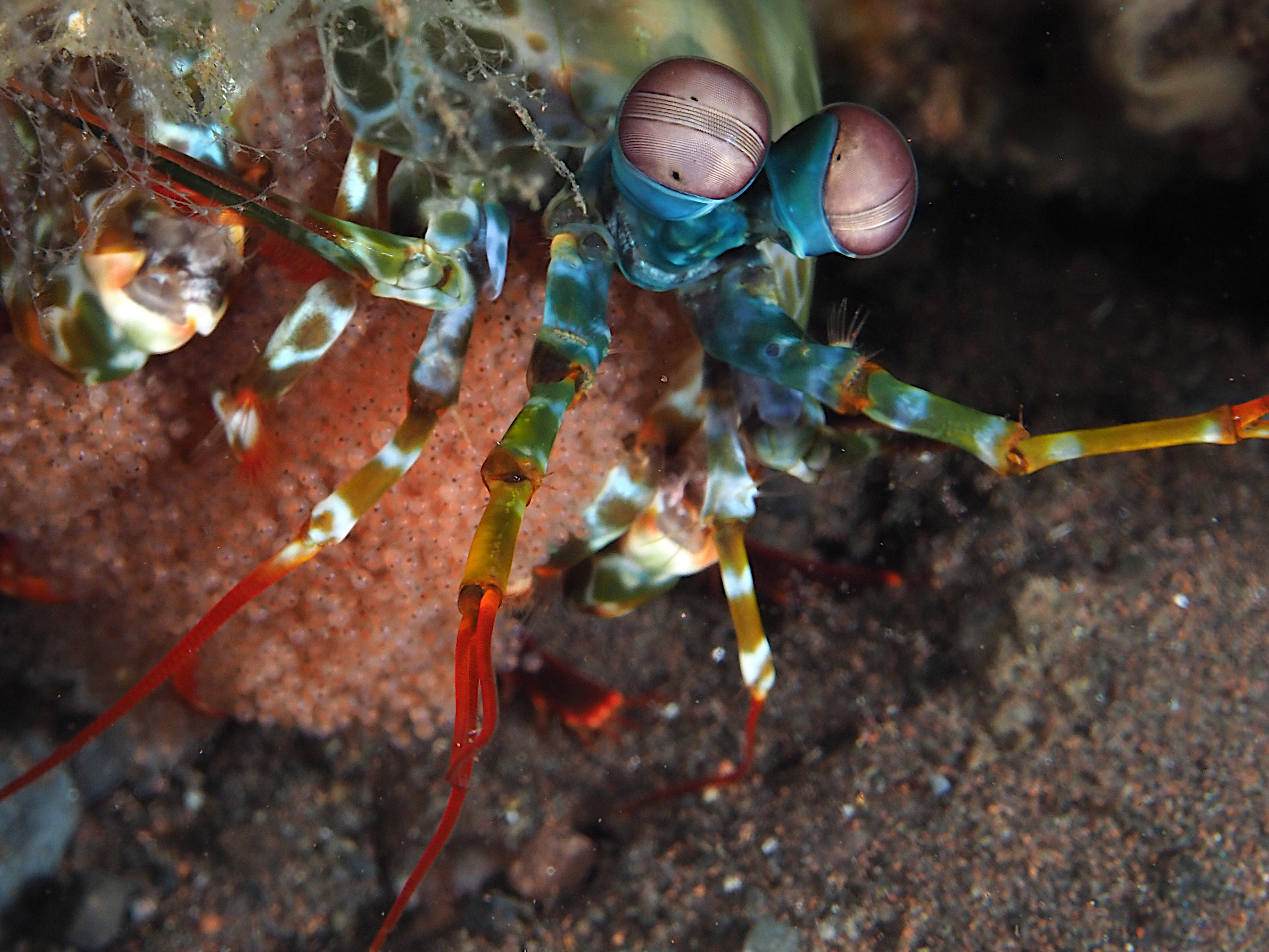 Peacock Mantis Shrimp - Odontodactylus scyllarus