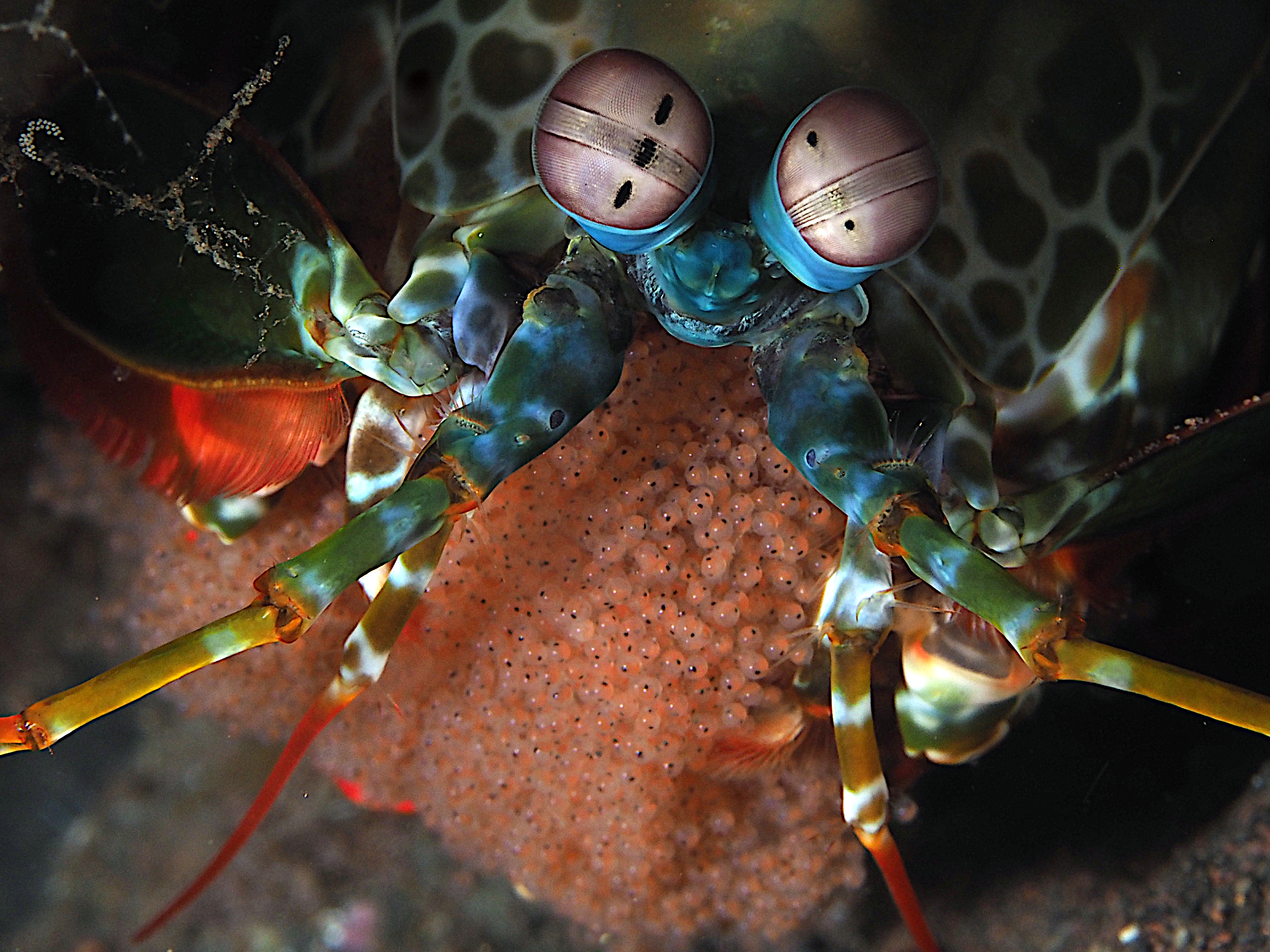 Peacock Mantis Shrimp - Odontodactylus scyllarus