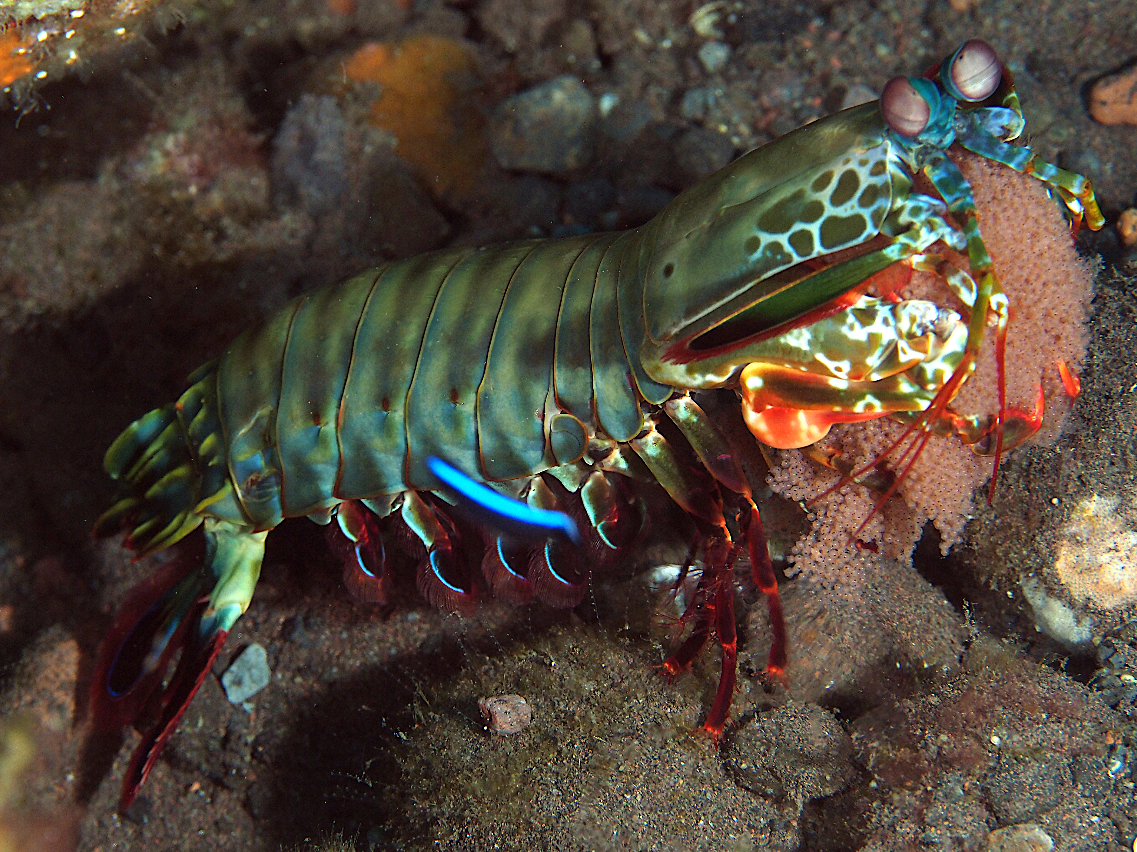 Peacock Mantis Shrimp - Odontodactylus scyllarus