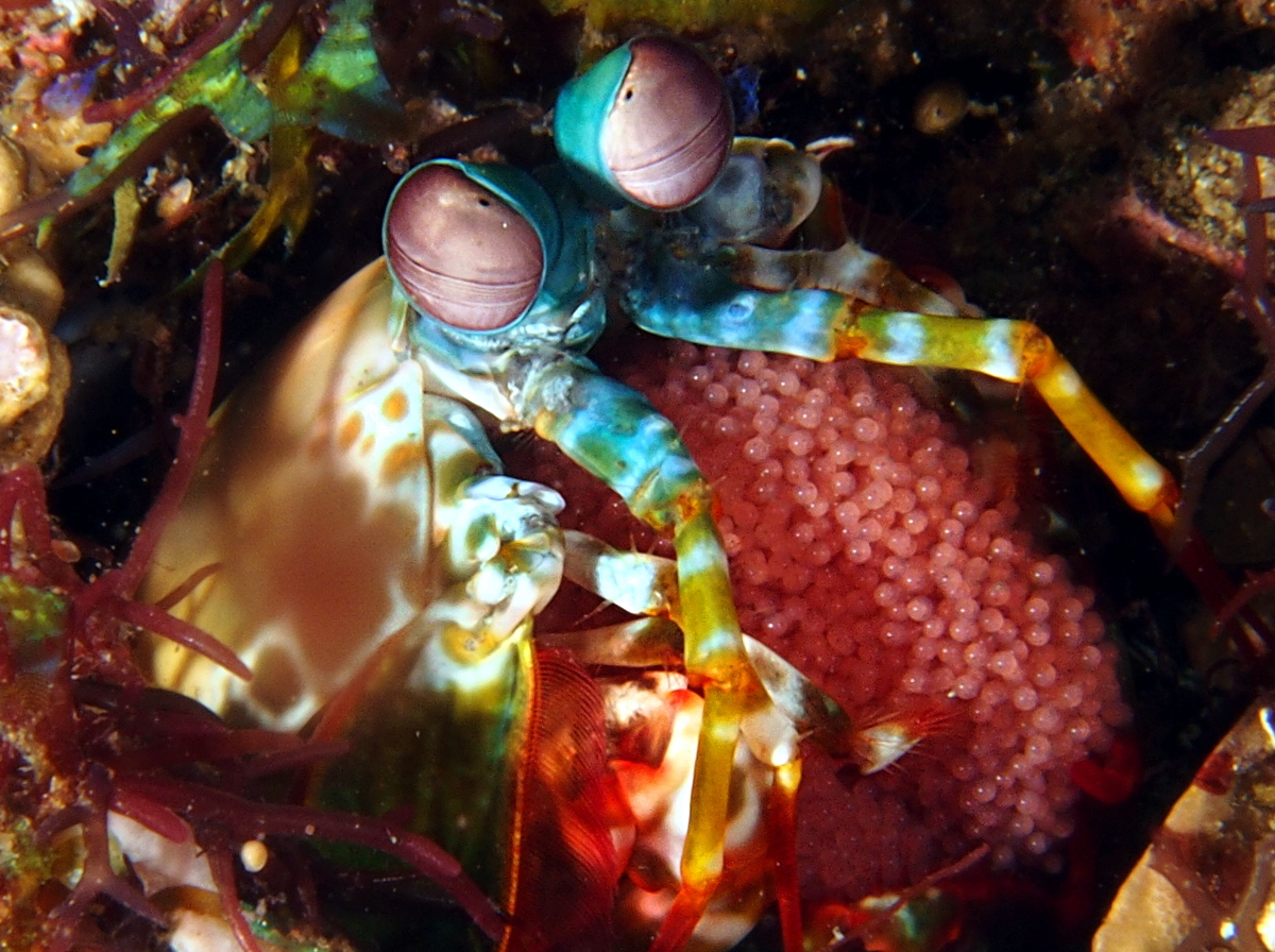 Peacock Mantis Shrimp - Odontodactylus scyllarus