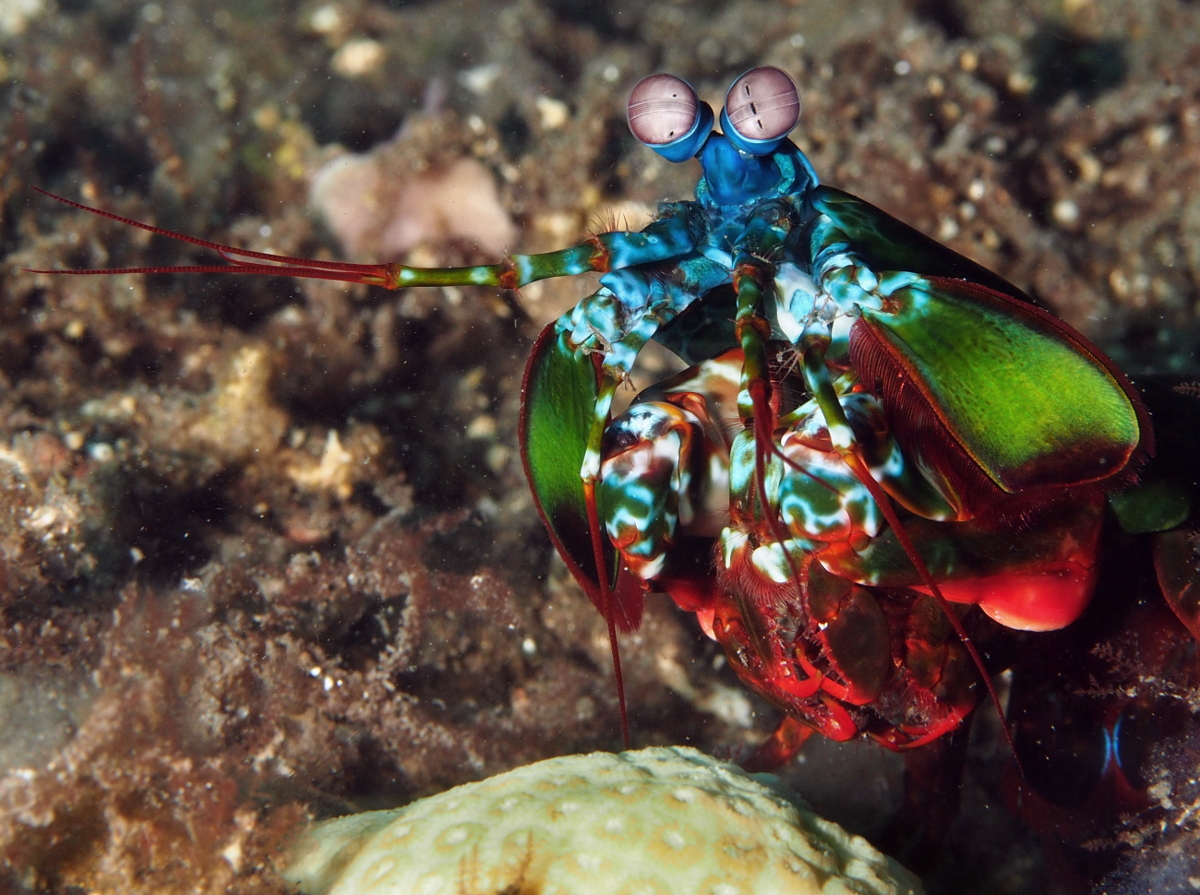 Peacock Mantis Shrimp - Odontodactylus scyllarus