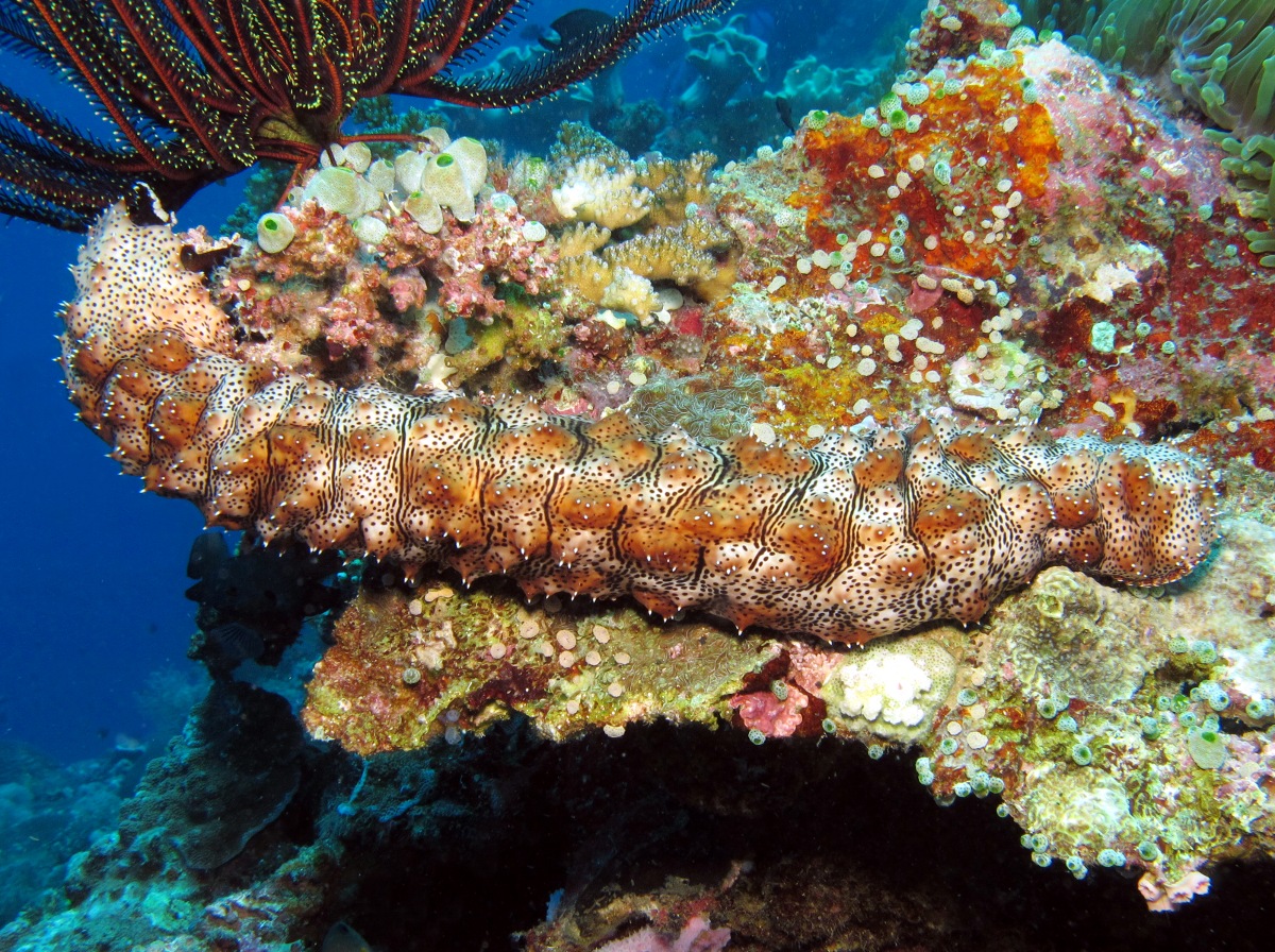 Graeffe's Sea Cucumber - Pearsonothuria graeffei