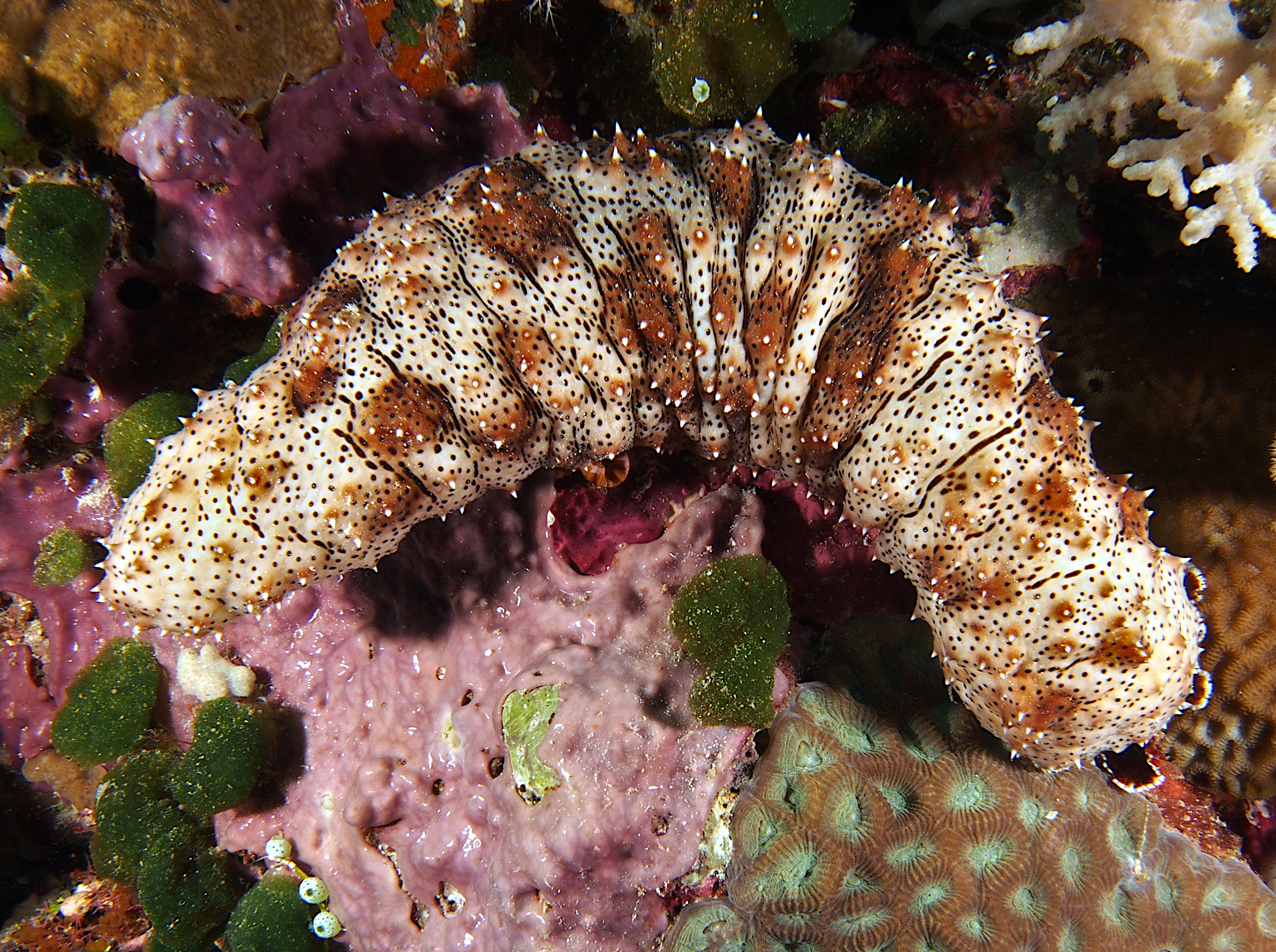 Graeffe's Sea Cucumber - Pearsonothuria graeffei