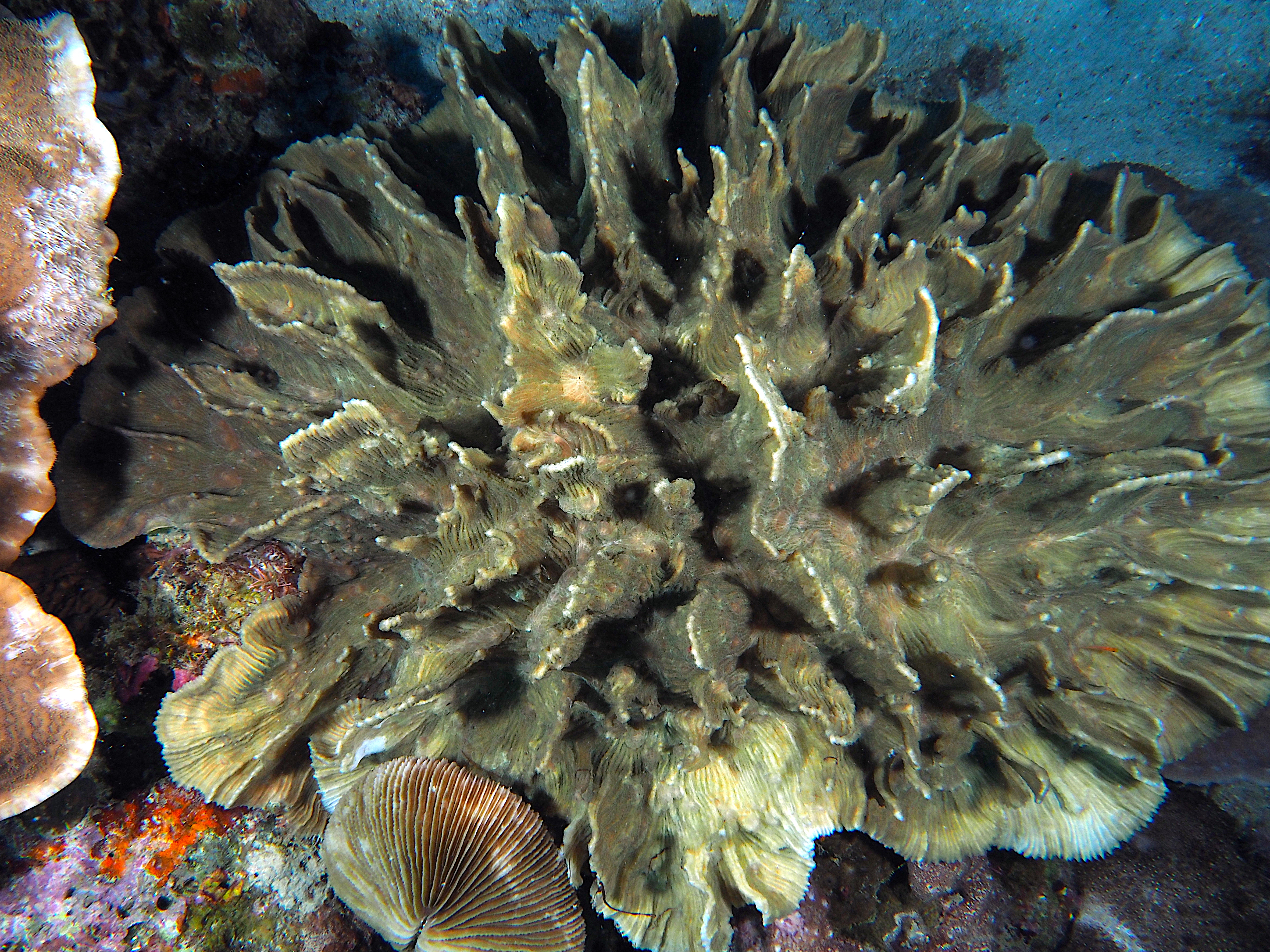 Common Lettuce Coral - Pectinia lactuca