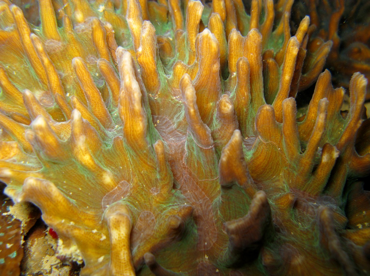 Pectinia paeonia - Pectinia paeonia