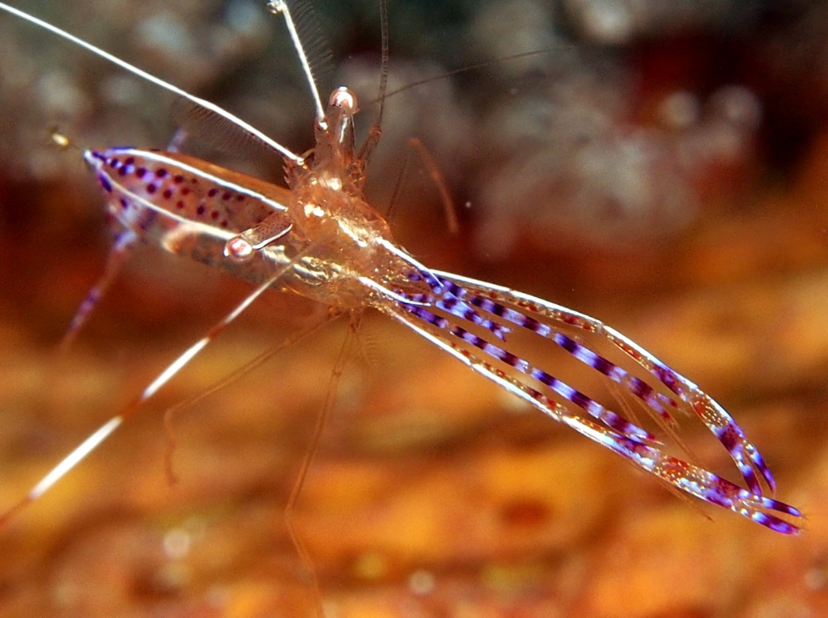 Pederson Cleaner Shrimp - Ancylomenes pedersoni