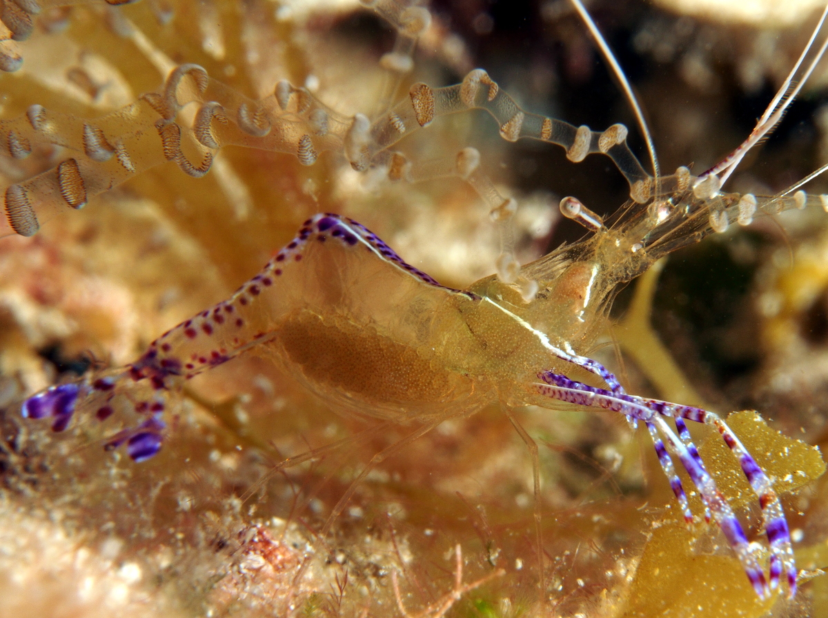 Pederson Cleaner Shrimp - Ancylomenes pedersoni