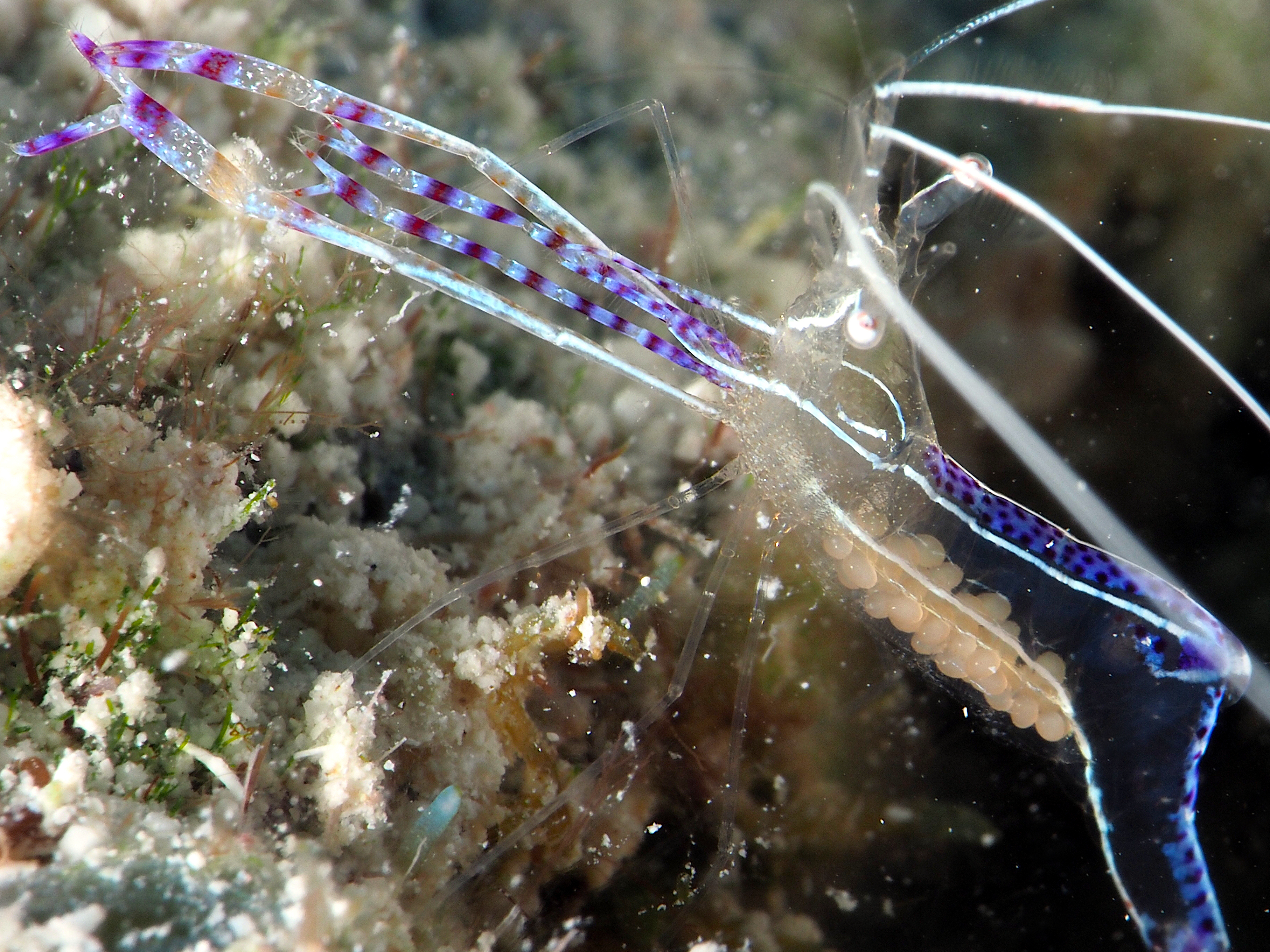 Pederson Cleaner Shrimp - Ancylomenes pedersoni