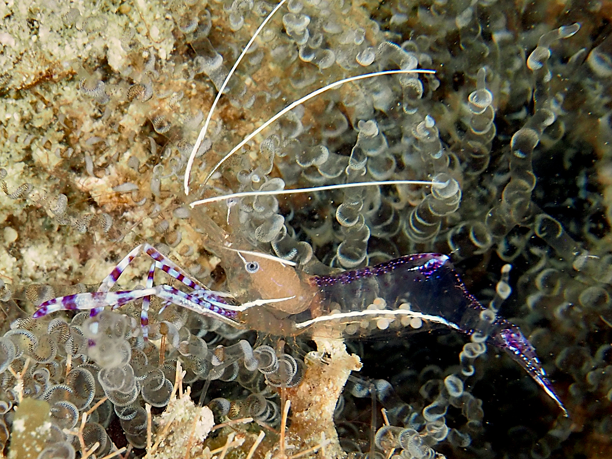 Pederson Cleaner Shrimp - Ancylomenes pedersoni