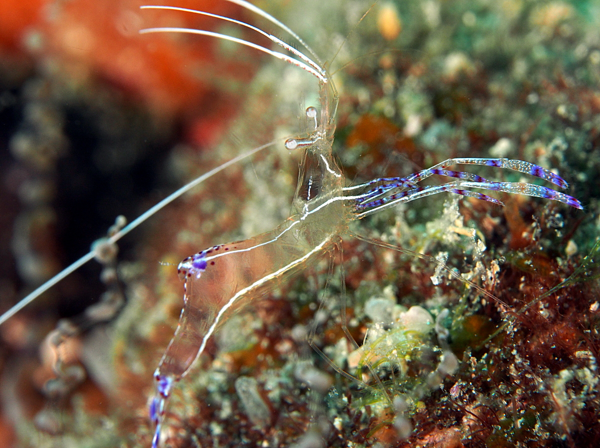 Pederson Cleaner Shrimp - Ancylomenes pedersoni