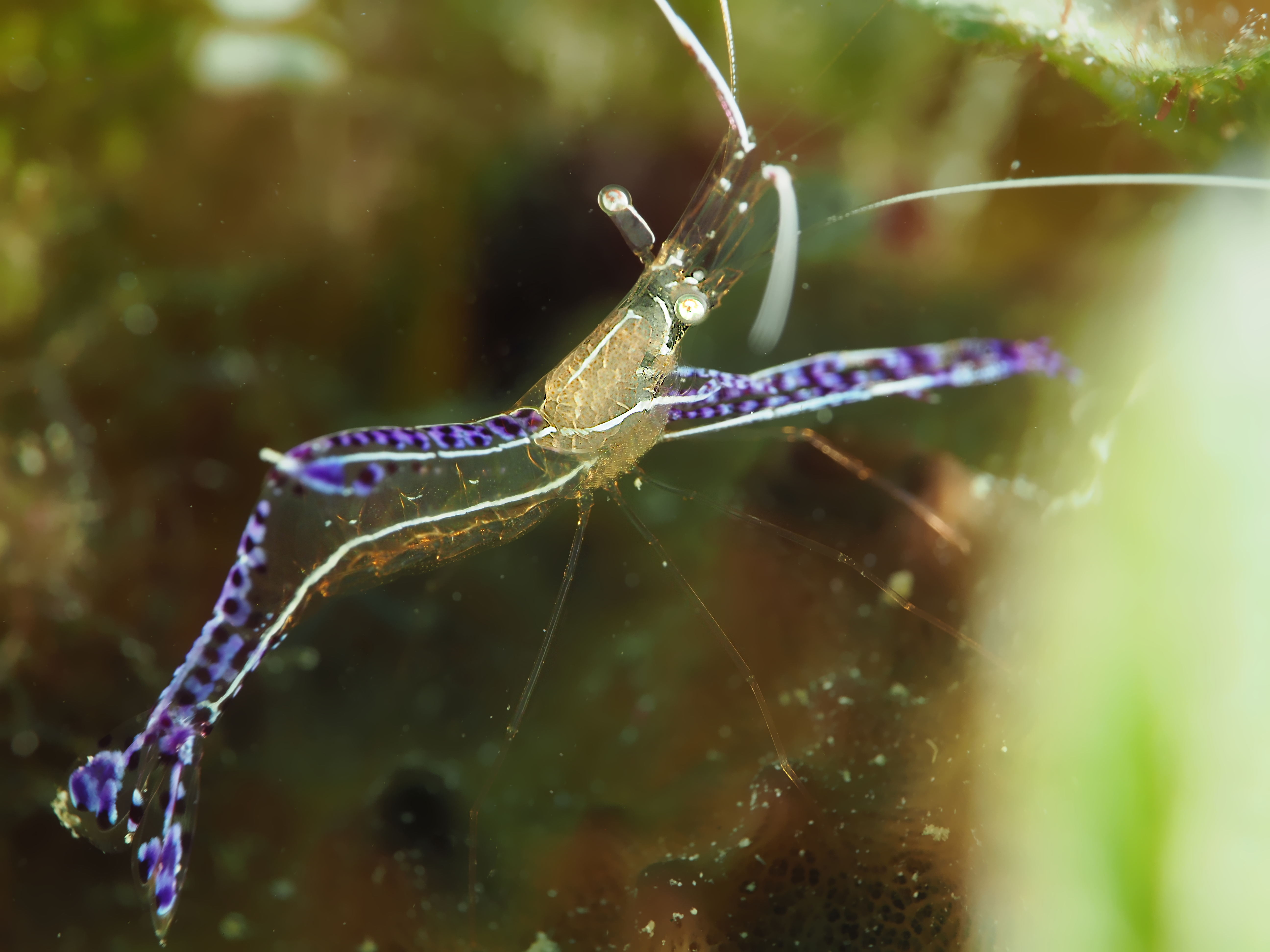Pederson Cleaner Shrimp - Ancylomenes pedersoni