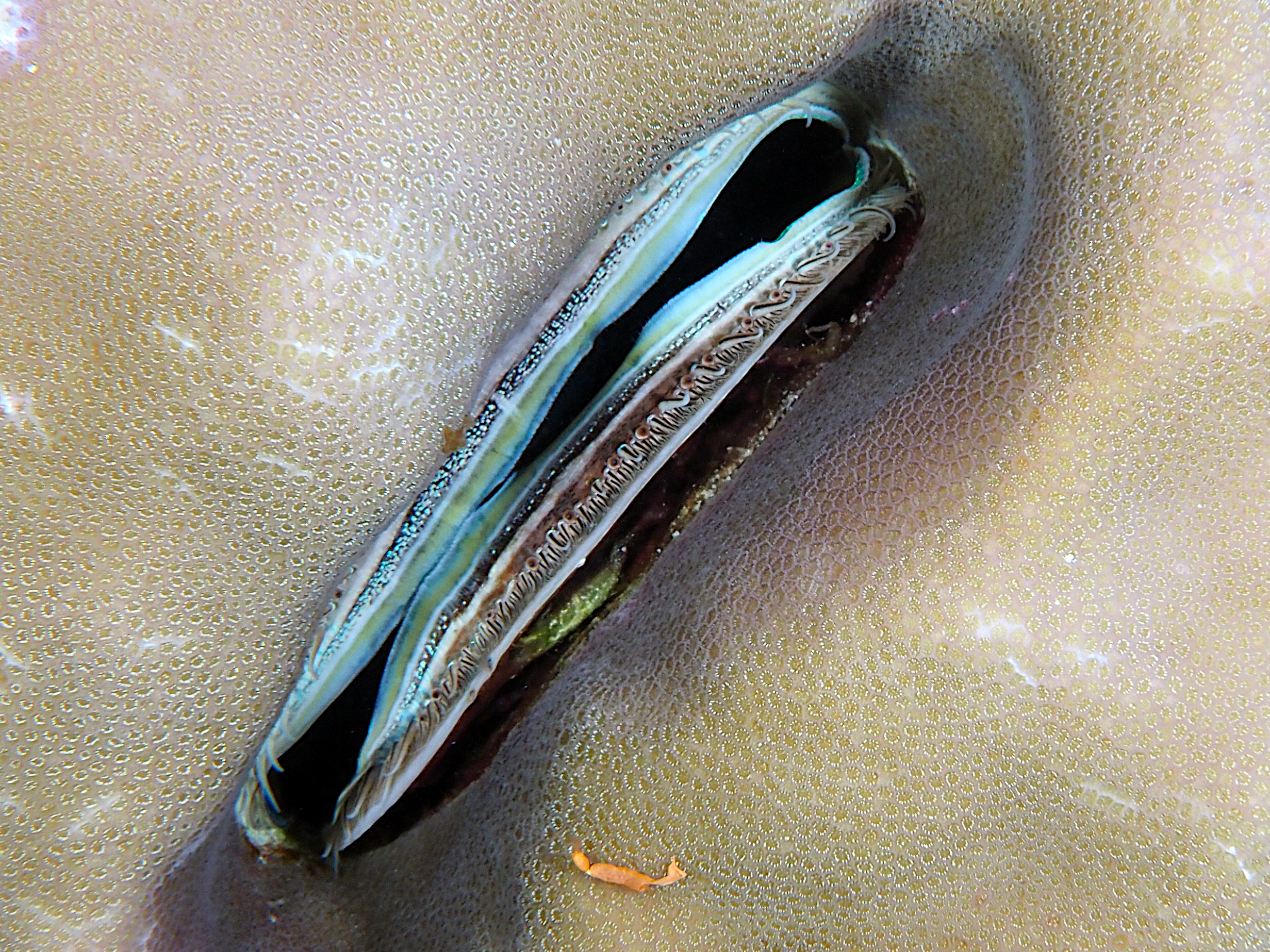 Iridescent Scallop - Pedum spondyloideum