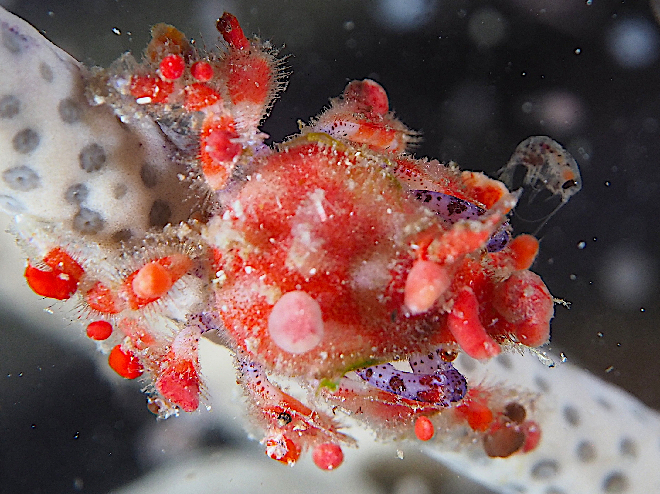 Cryptic Teardrop Crab - Pelia mutica