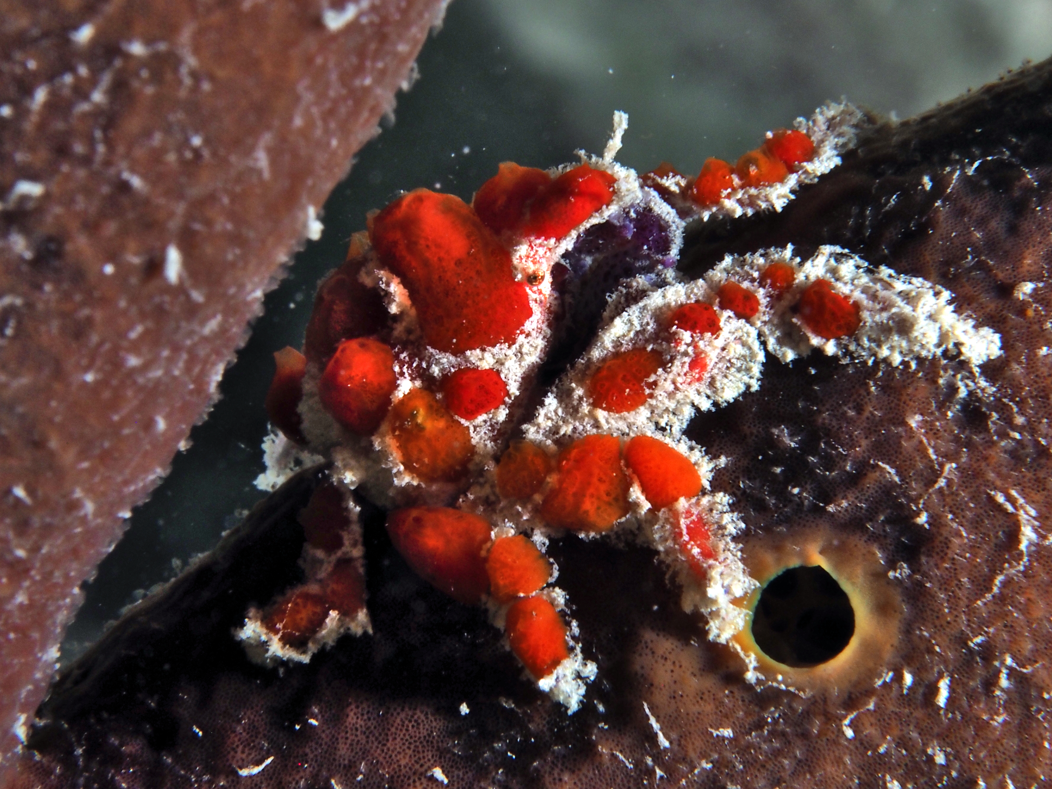 Cryptic Teardrop Crab - Pelia mutica