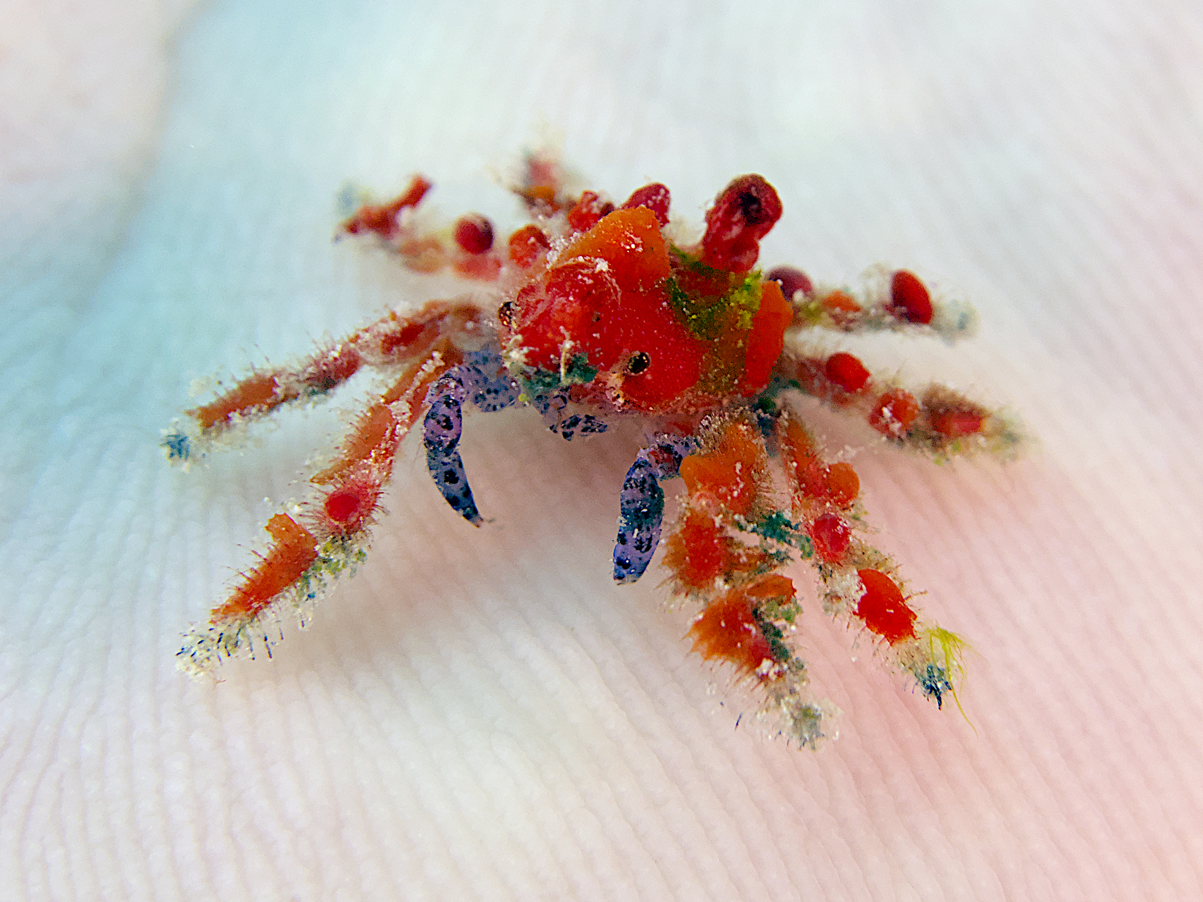 Cryptic Teardrop Crab - Pelia mutica