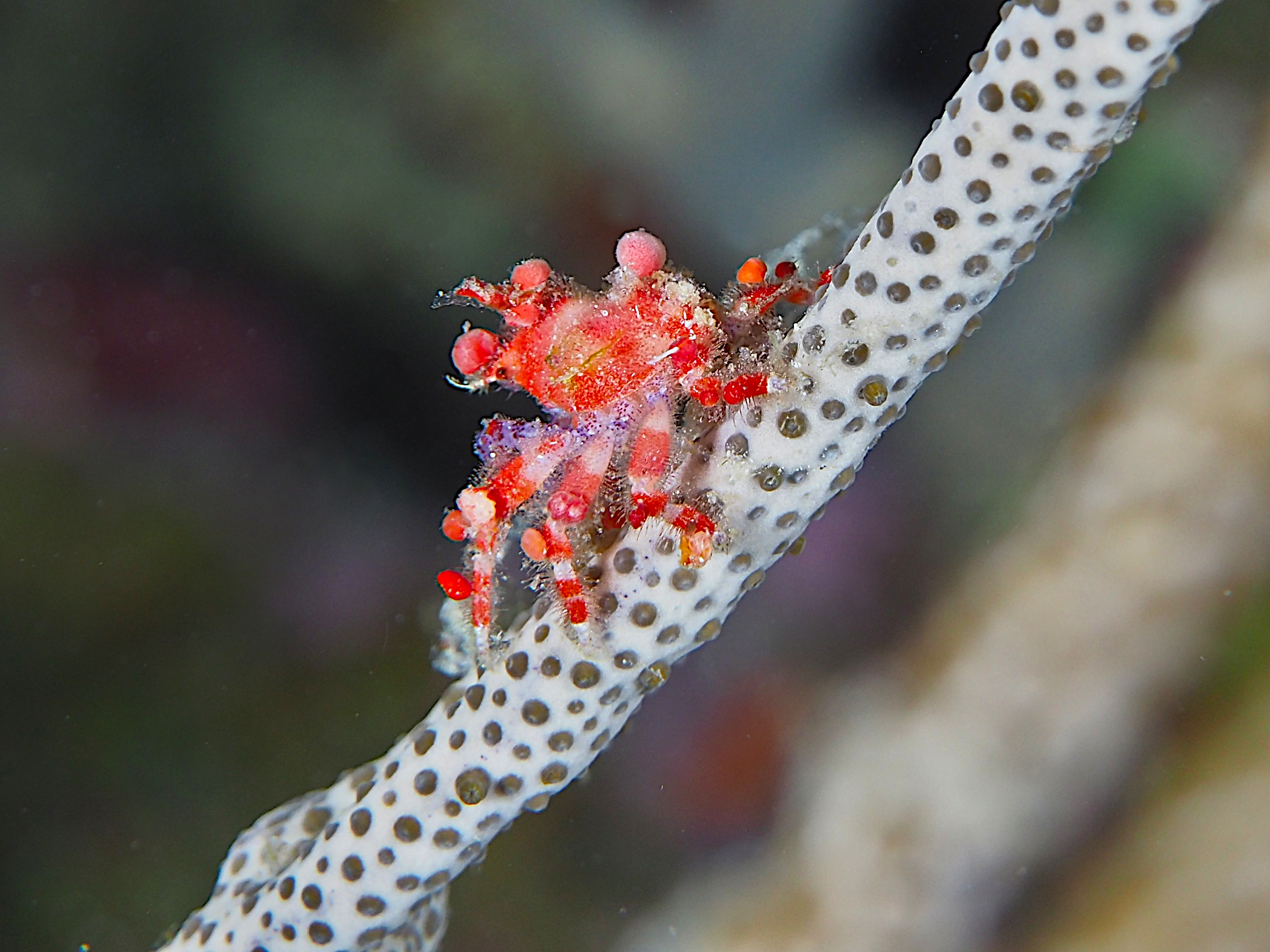 Cryptic Teardrop Crab - Pelia mutica