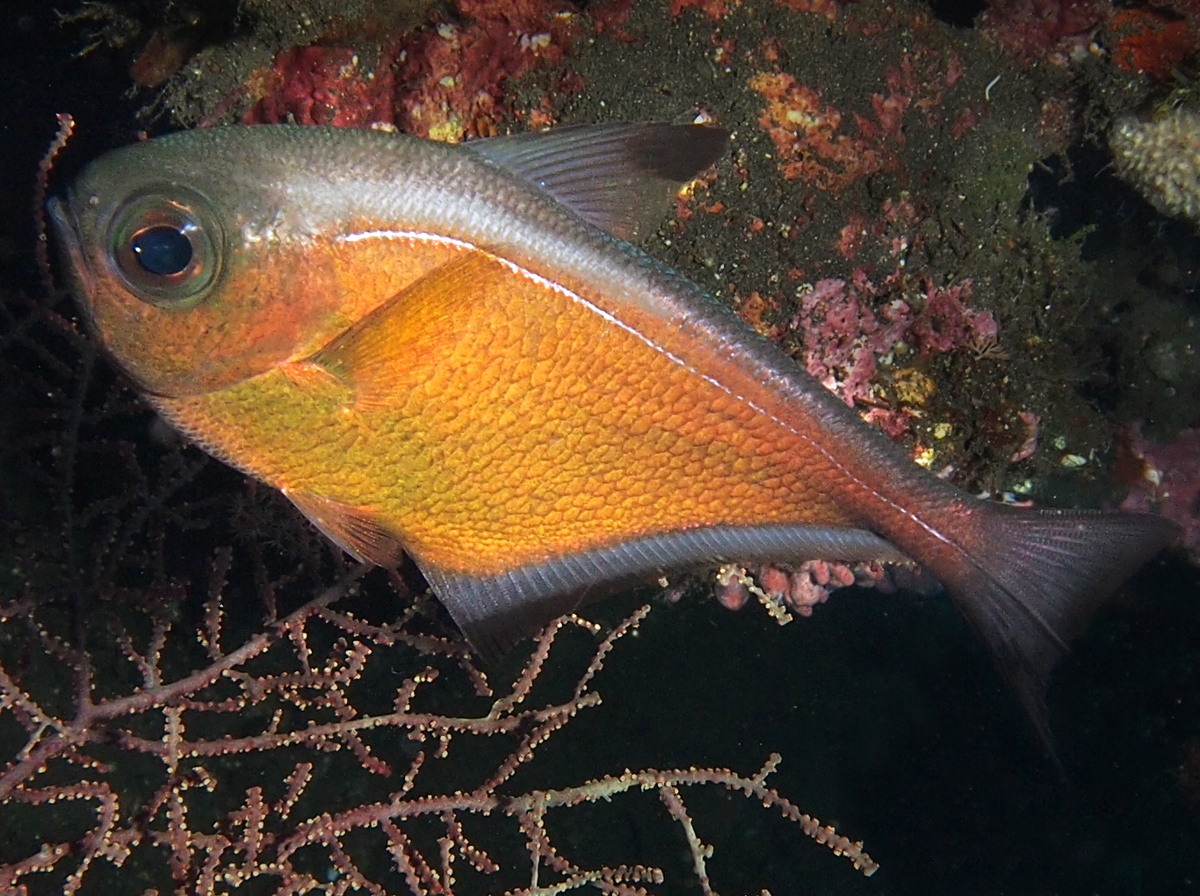 Vanikoro sweeper - Pempheris vanicolensis - Bali, Indonesia