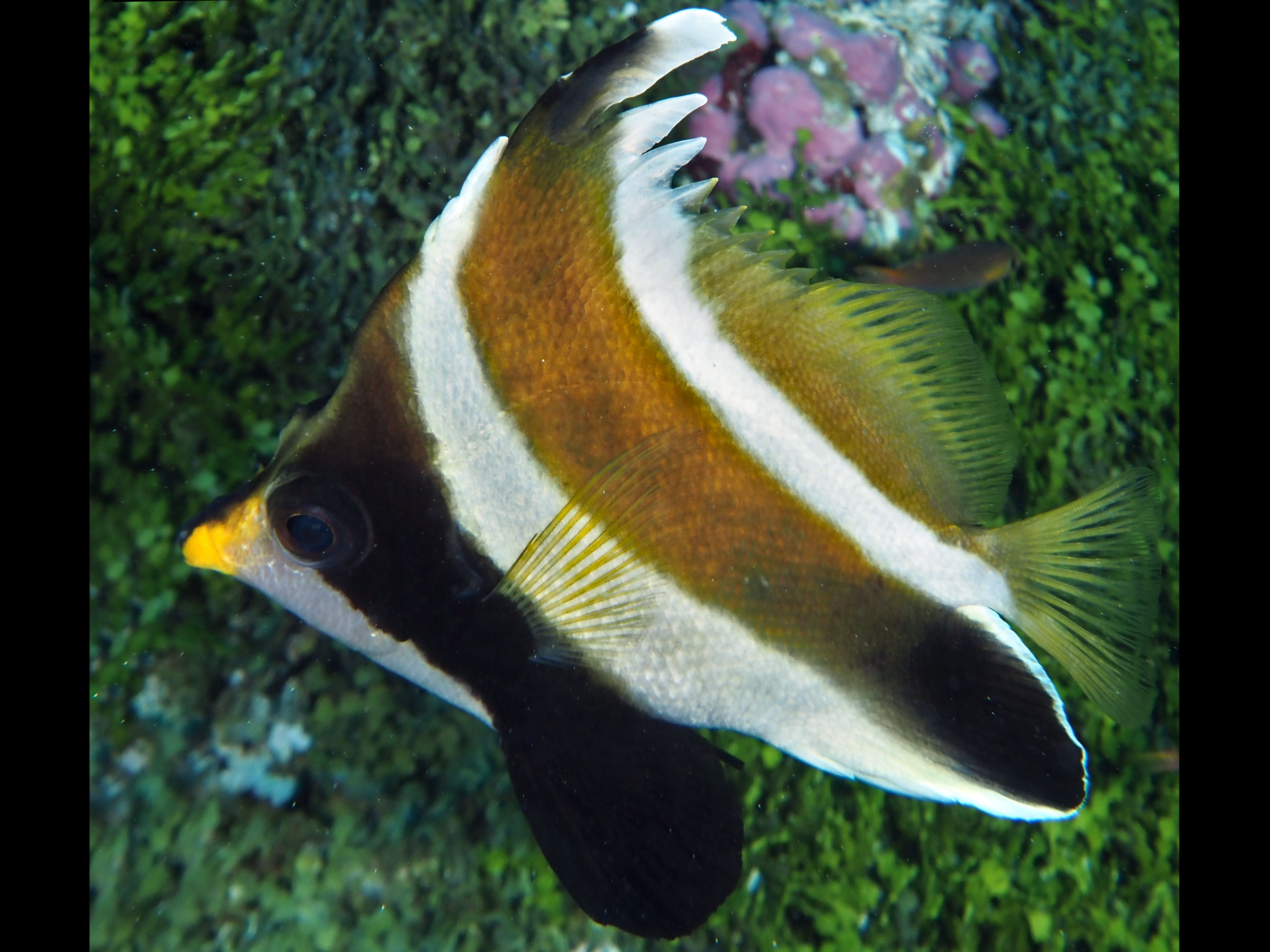 Pennant Bannerfish - Heniochus chrysostomus