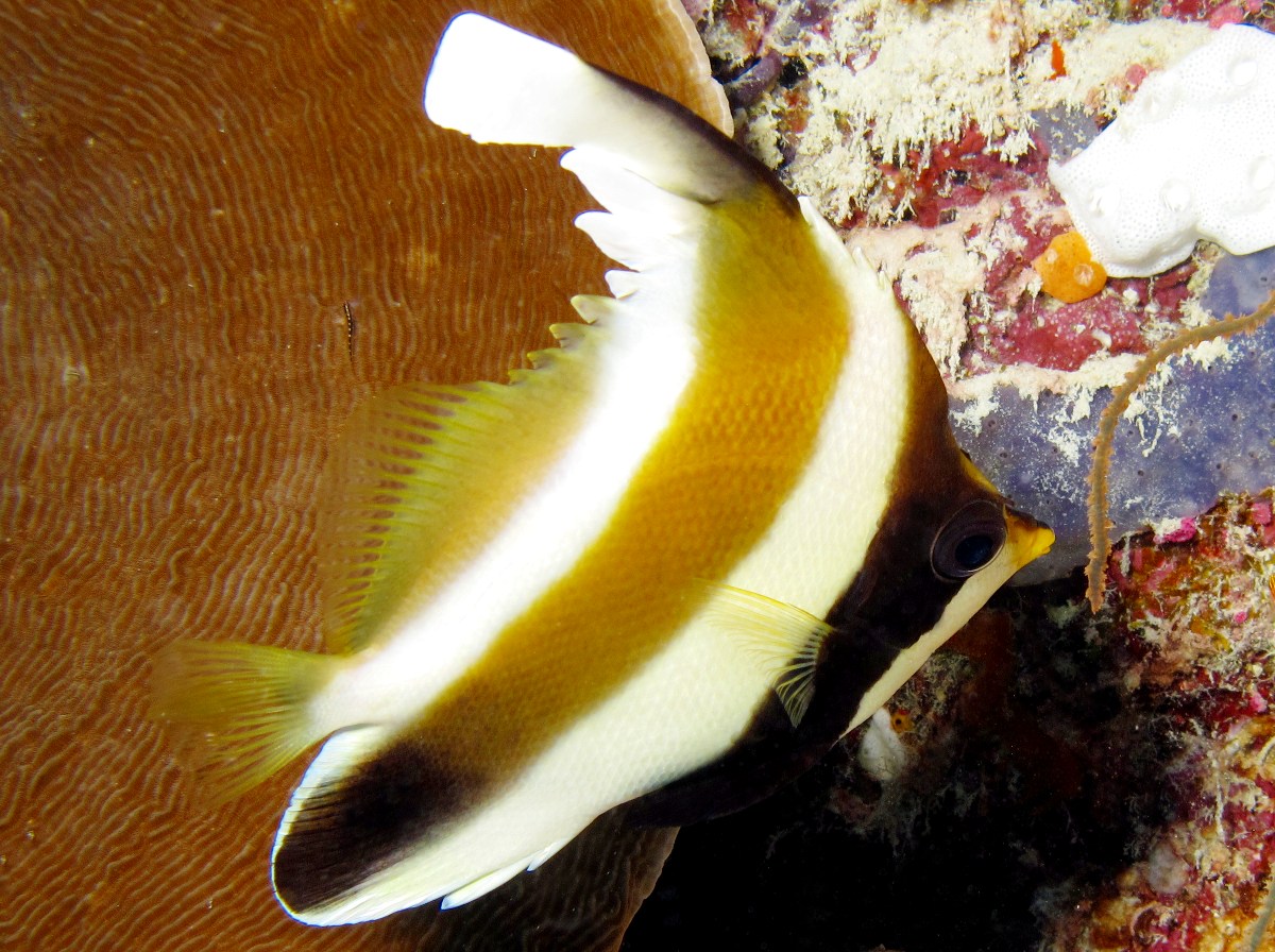 Pennant Bannerfish - Heniochus chrysostomus