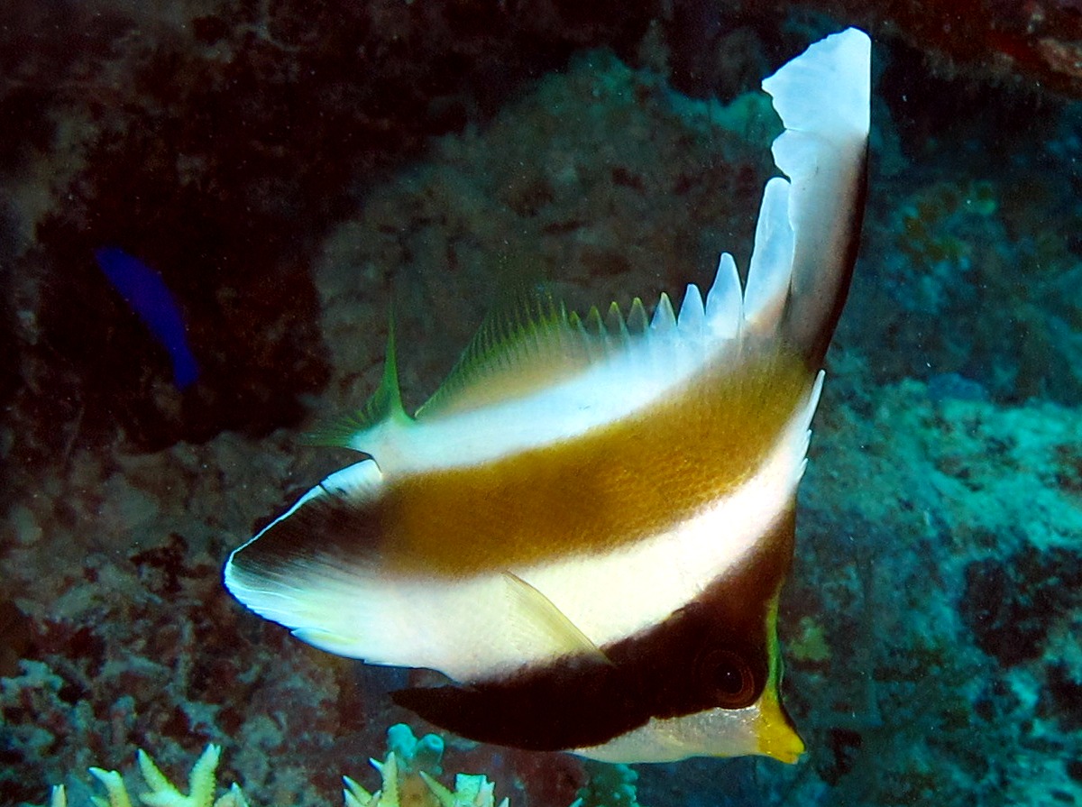 Pennant Bannerfish - Heniochus chrysostomus