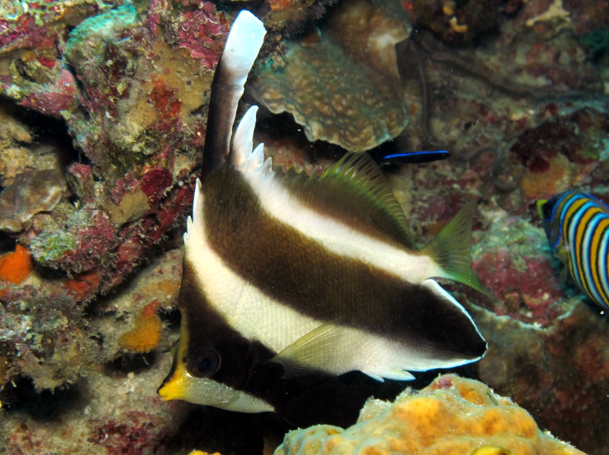 Pennant Bannerfish - Heniochus chrysostomus