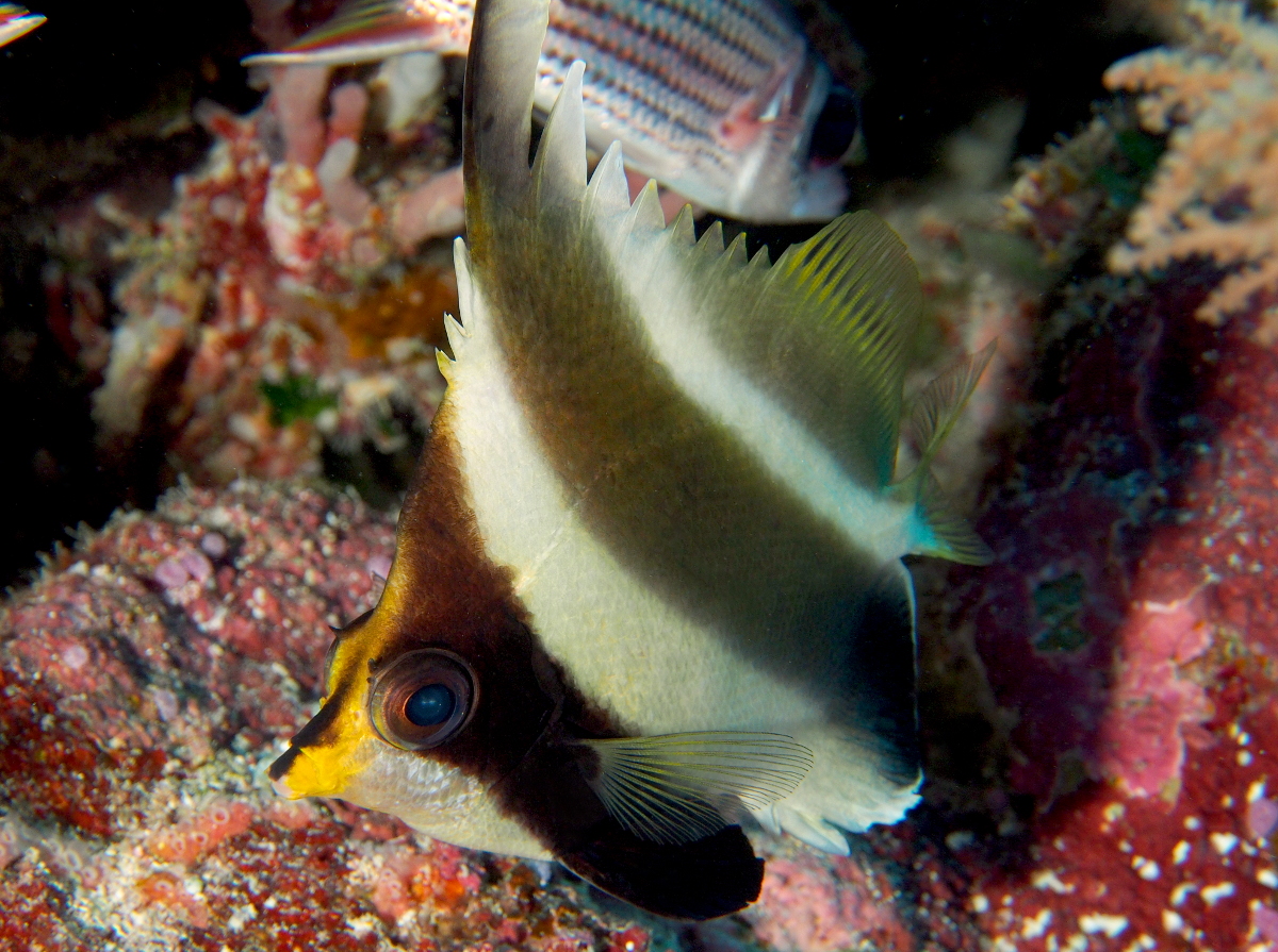 Pennant Bannerfish - Heniochus chrysostomus