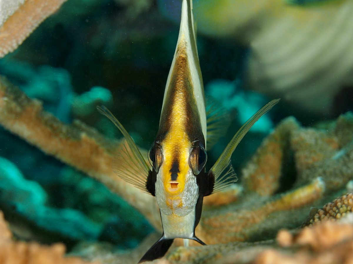 Pennant Bannerfish - Heniochus chrysostomus