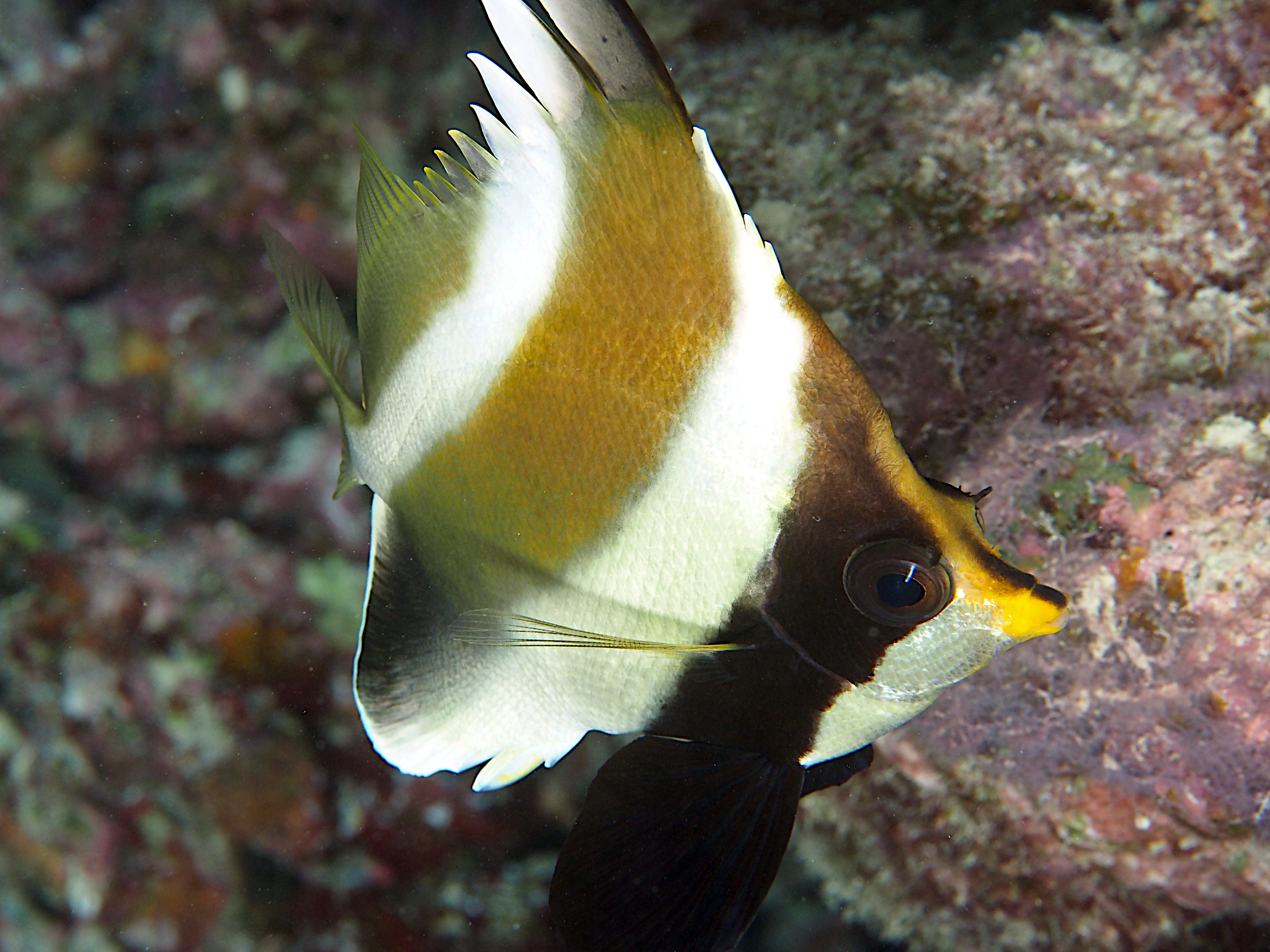 Pennant Bannerfish - Heniochus chrysostomus