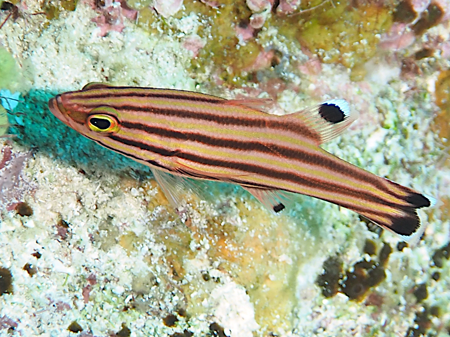 Peppermint Basslet - Liopropoma rubre