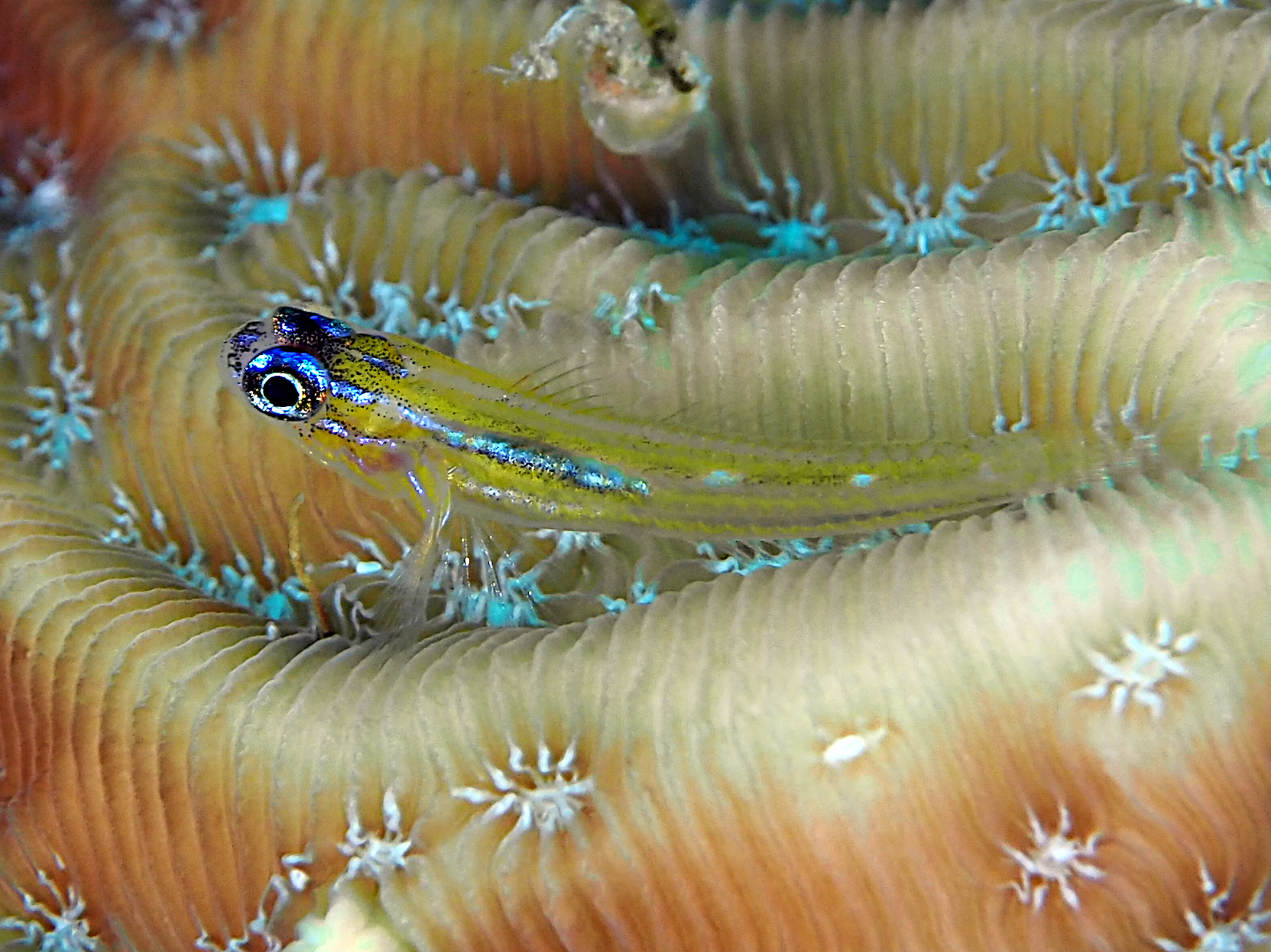 Peppermint Goby - Coryphopterus lipernes