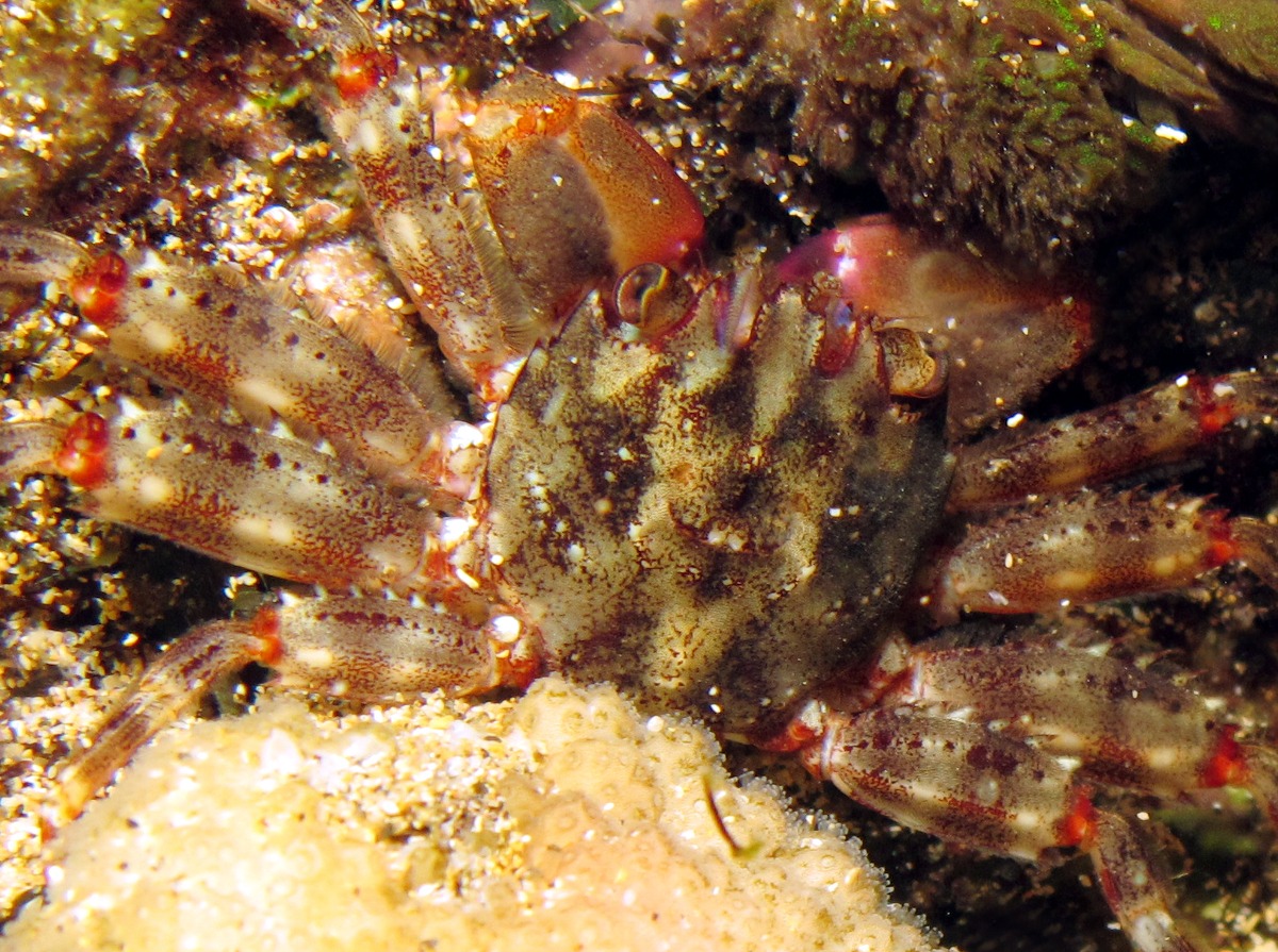 Green Flat Rock Crab - Percnon abbreviatum - Maui, Hawaii