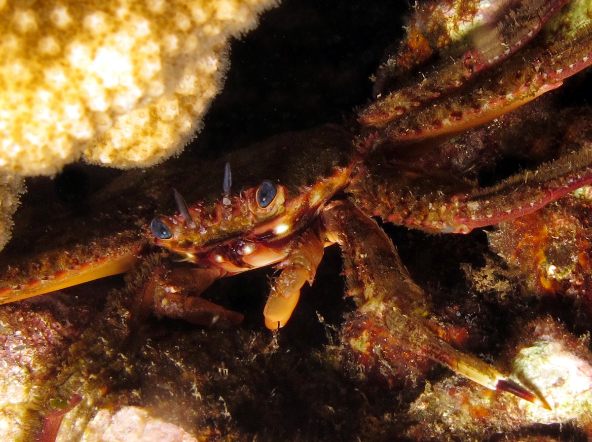 Blue-Eyed Rock Crab - Percnon affine - Maui, Hawaii