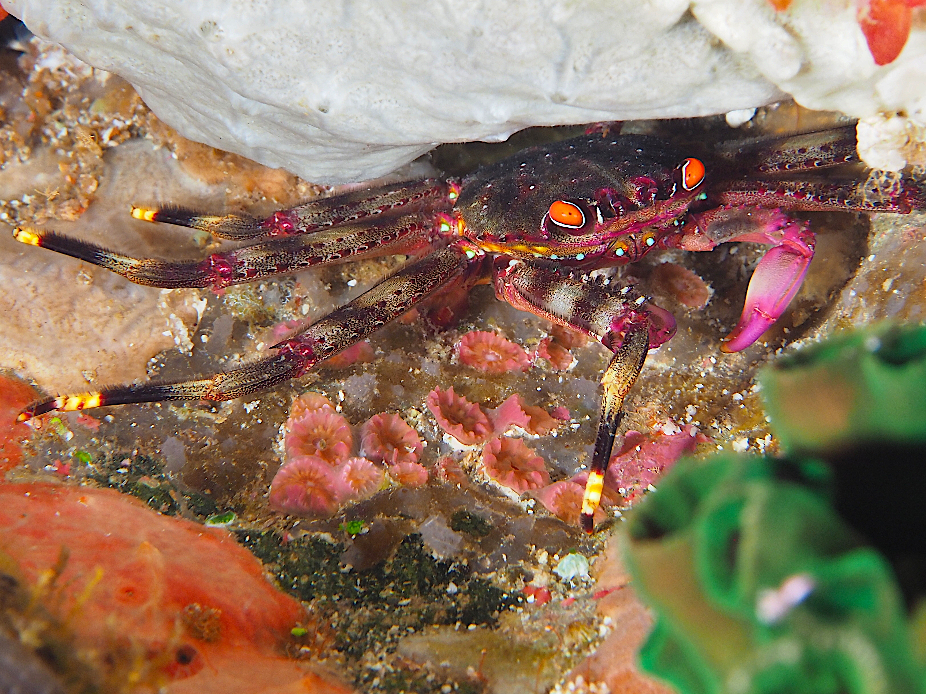 Red-eyed Flat Crab - Percnon guinotae - Komodo, Indonesia