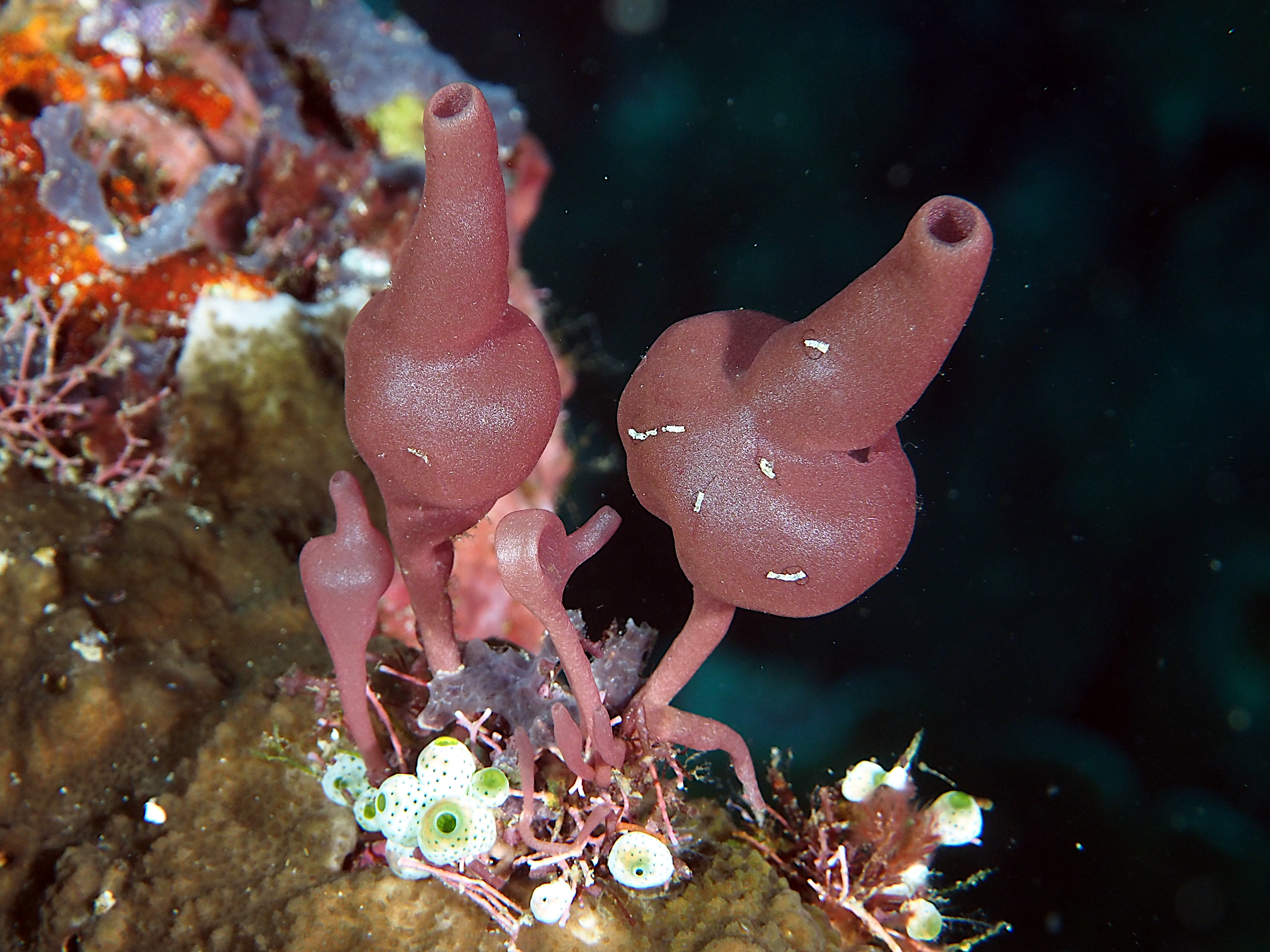 Heteropia minor - Heteropia minor