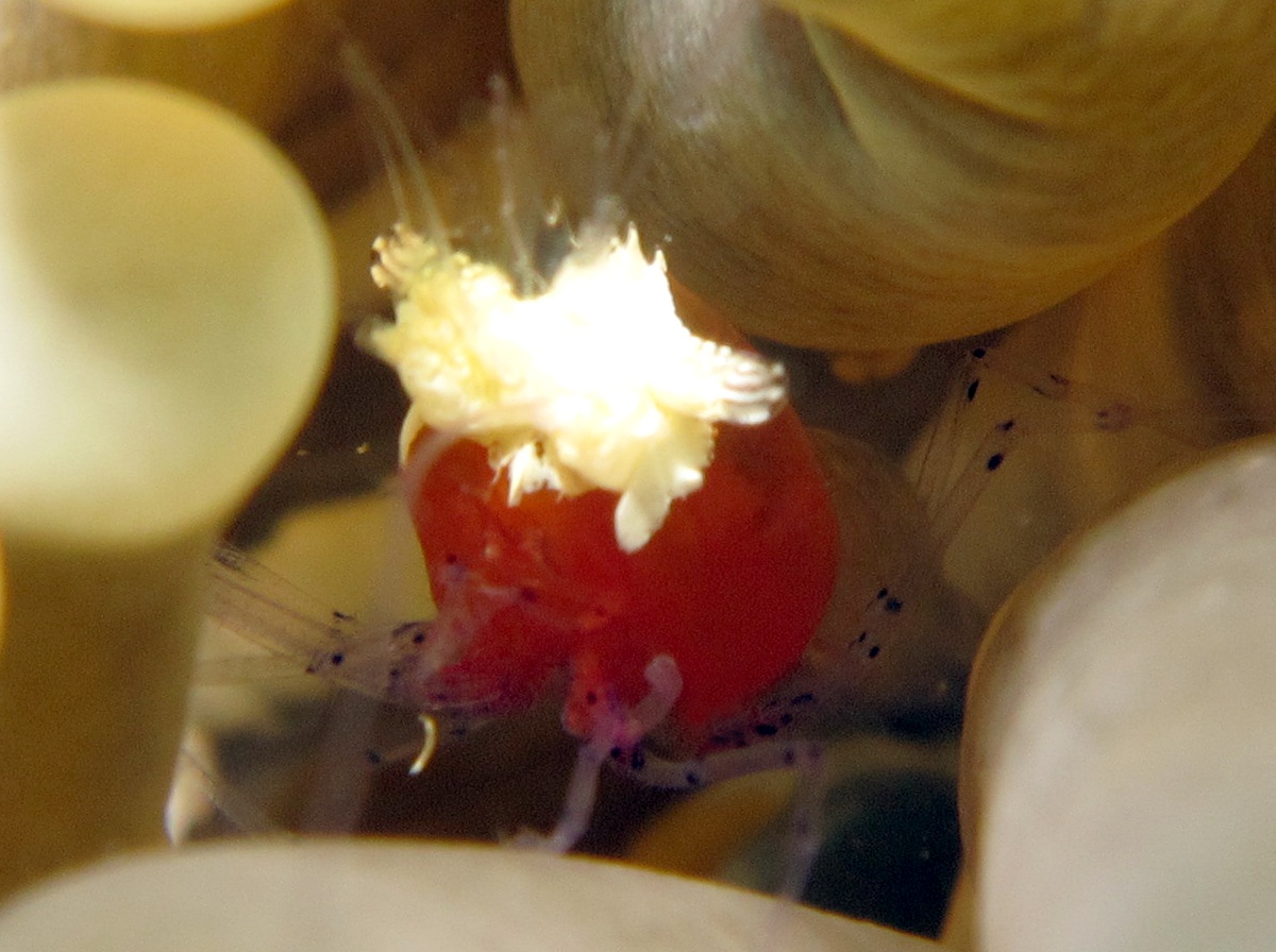 Mushroom Coral Shrimp - Cuapetes kororensis