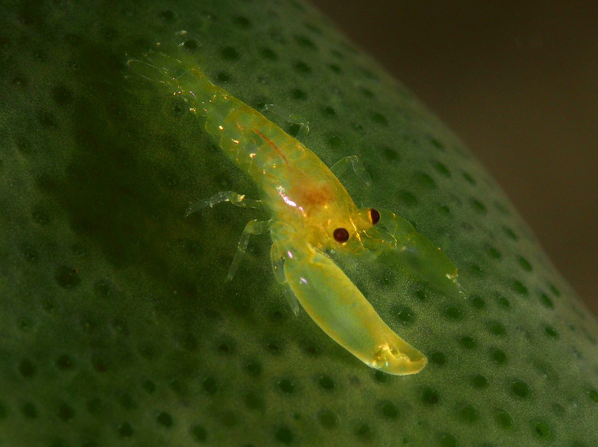 Periclimenaeus storchi - Periclimenaeus storchi