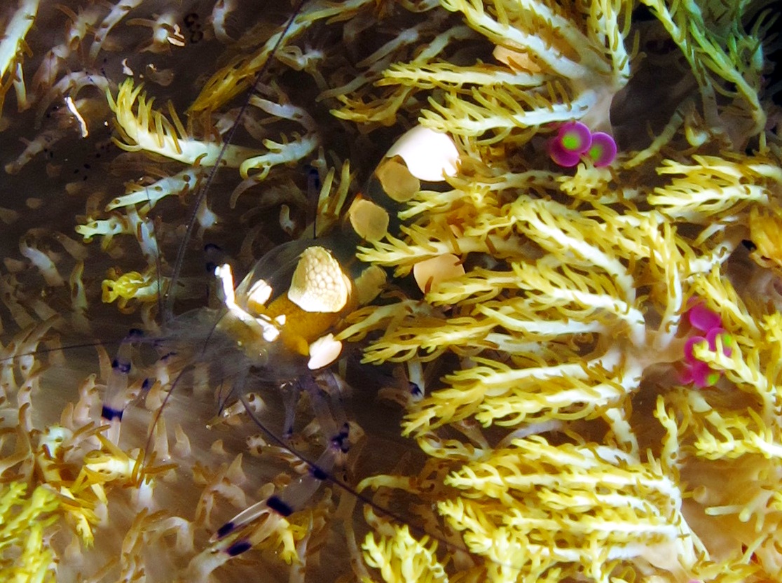 Peacock-Tail Anemone Shrimp - Periclimenes brevicarpalis