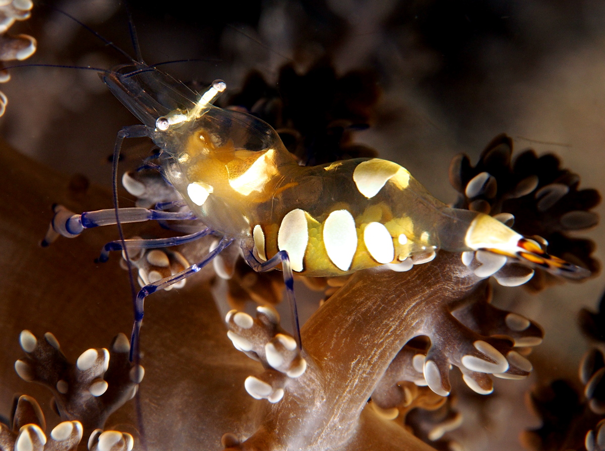 Peacock-Tail Anemone Shrimp - Periclimenes brevicarpalis