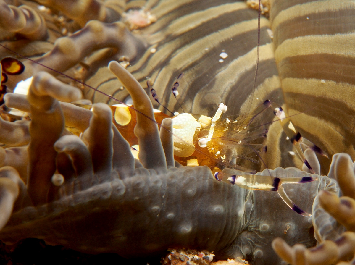 Peacock-Tail Anemone Shrimp - Periclimenes brevicarpalis