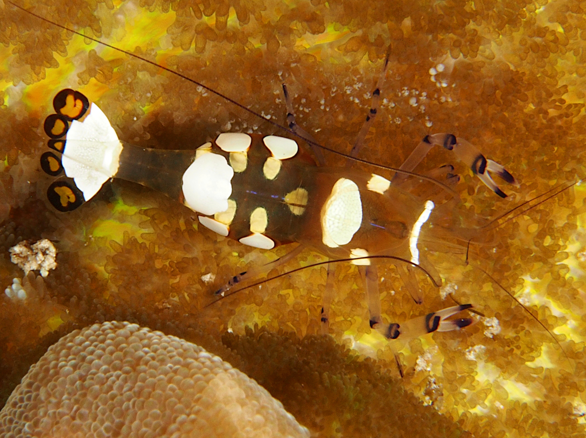 Peacock-Tail Anemone Shrimp - Periclimenes brevicarpalis