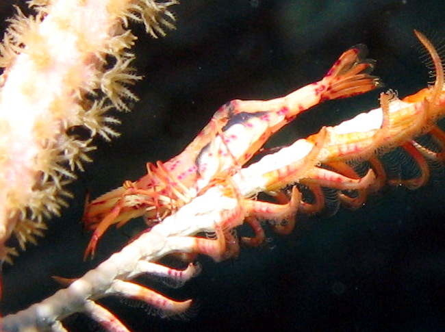 Red and White Crinoid Shrimp - Periclimenes cf. meyeri
